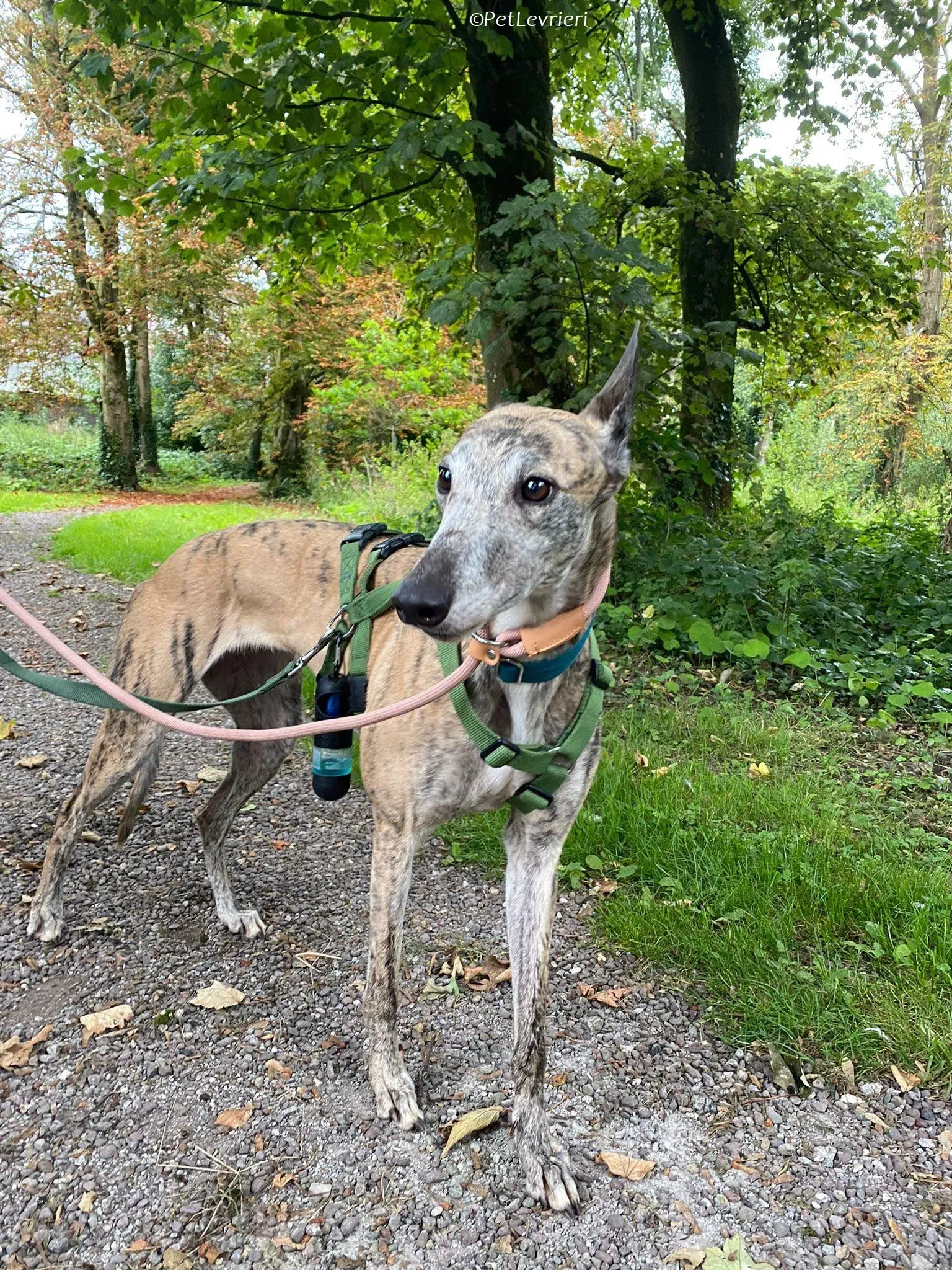 Doireann adozione levrieri greyhound 30