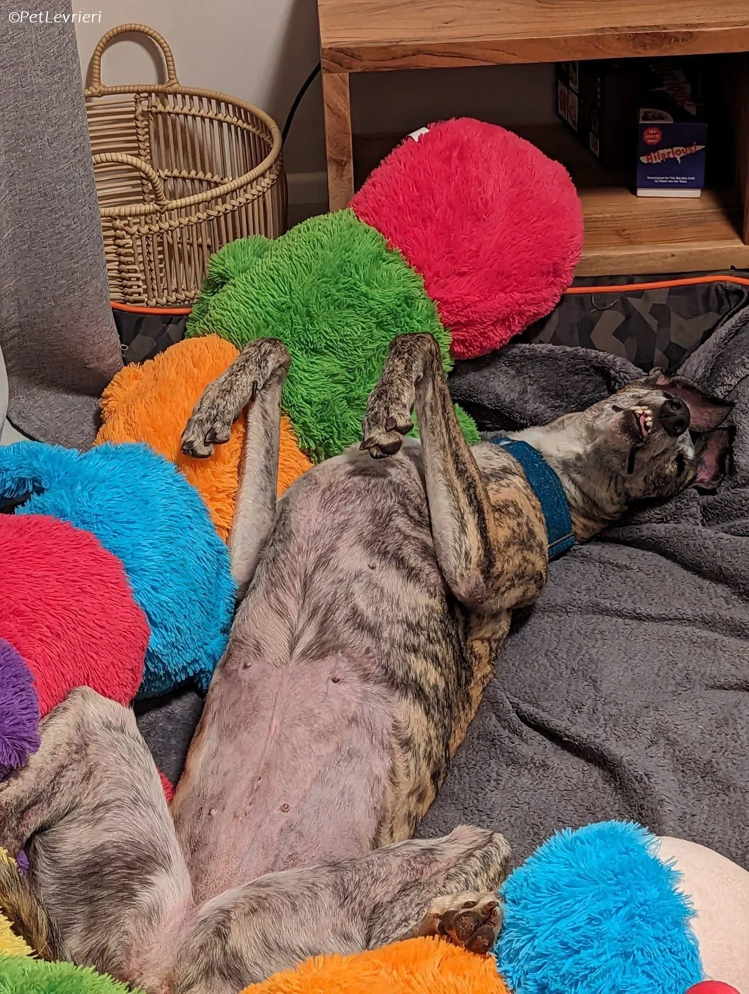 Doireann adozione levrieri greyhound 32