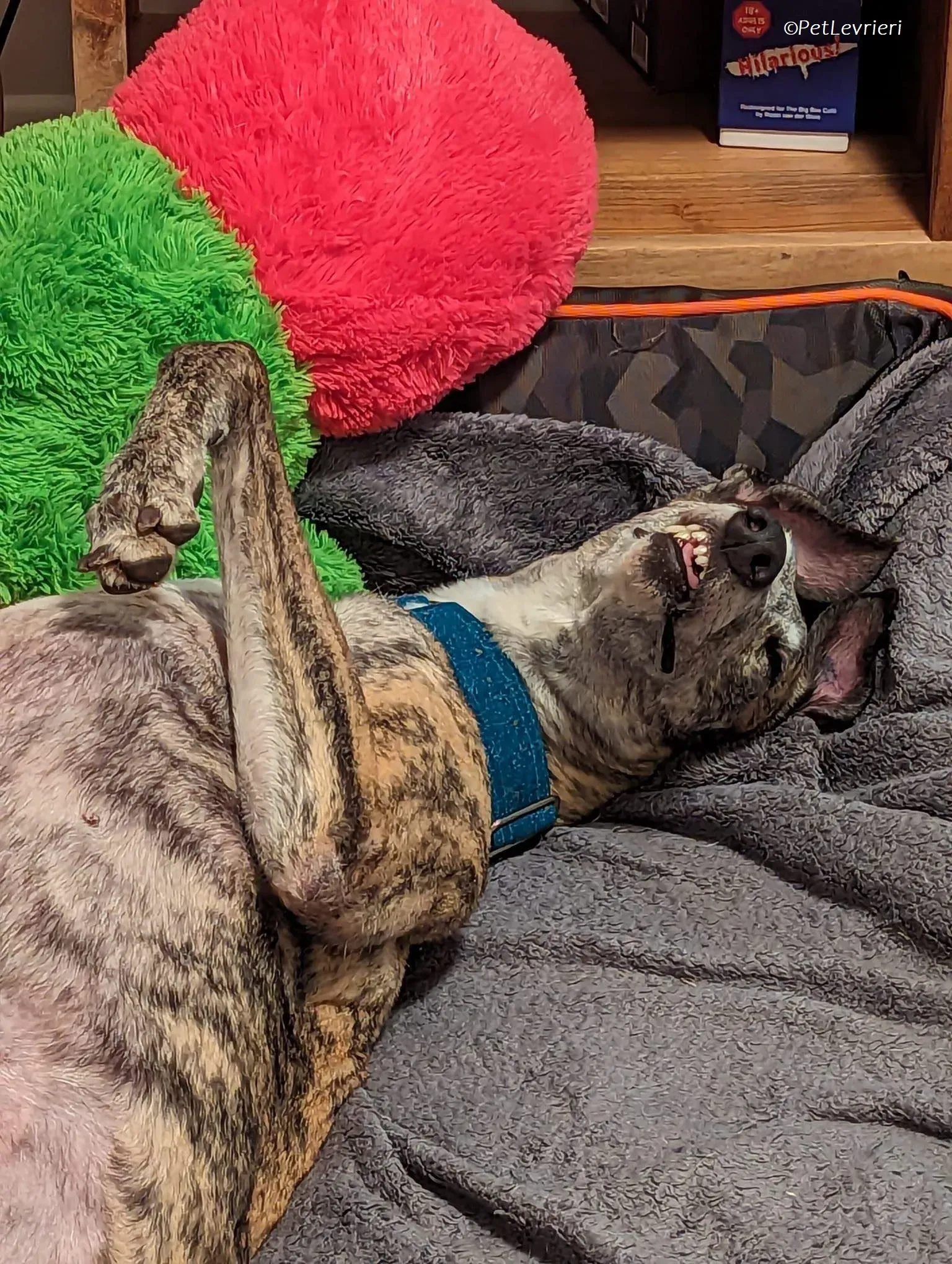 Doireann adozione levrieri greyhound 33