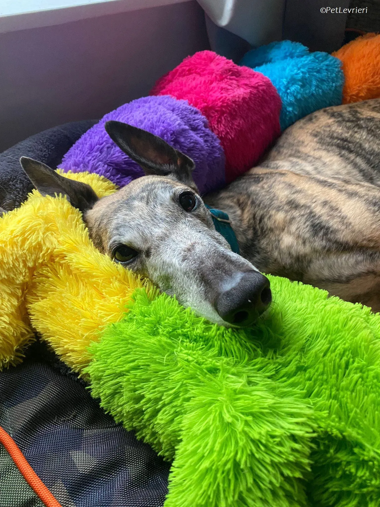 Doireann adozione levrieri greyhound 34