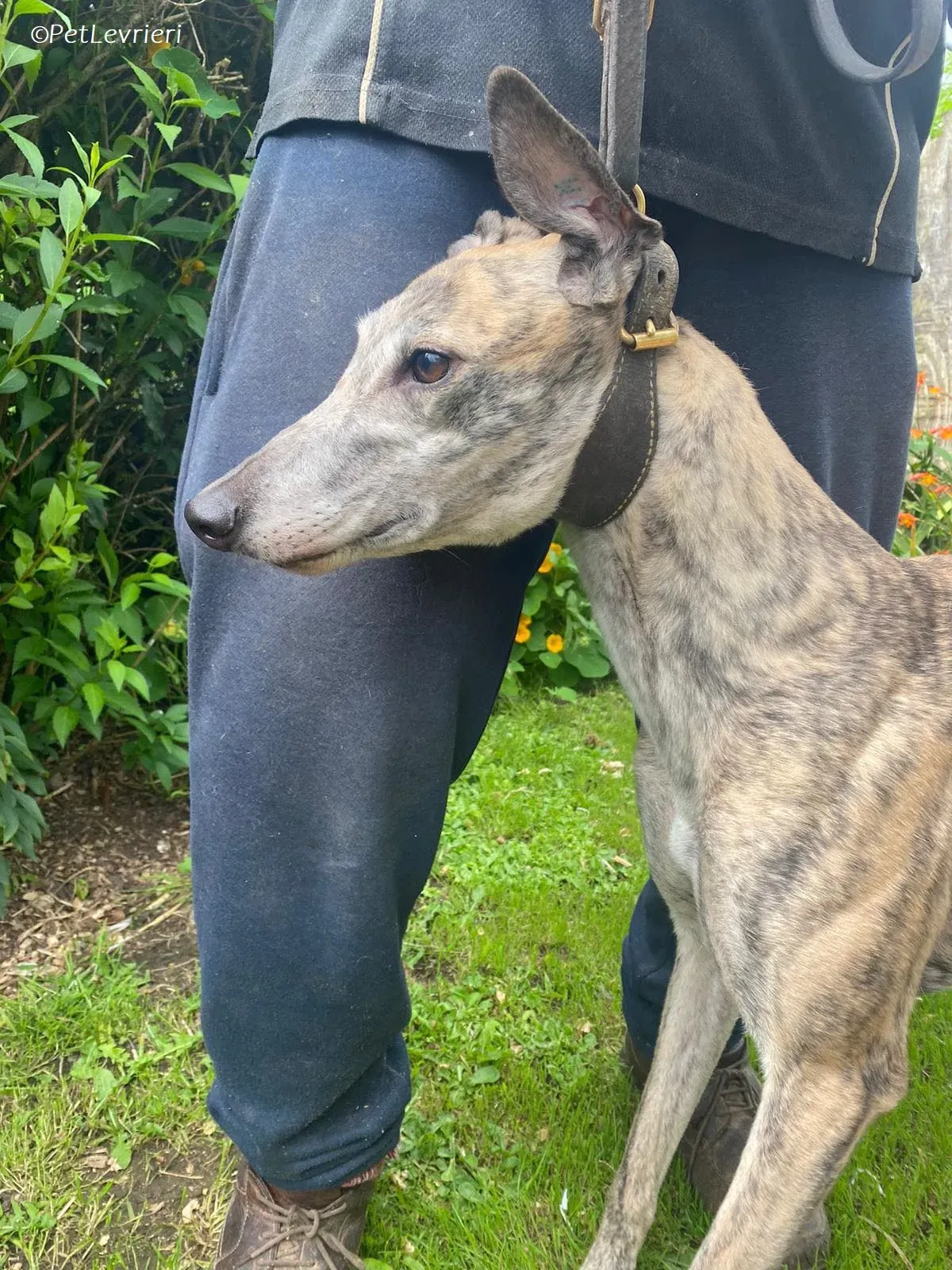 Doireann adozione levrieri greyhound 4