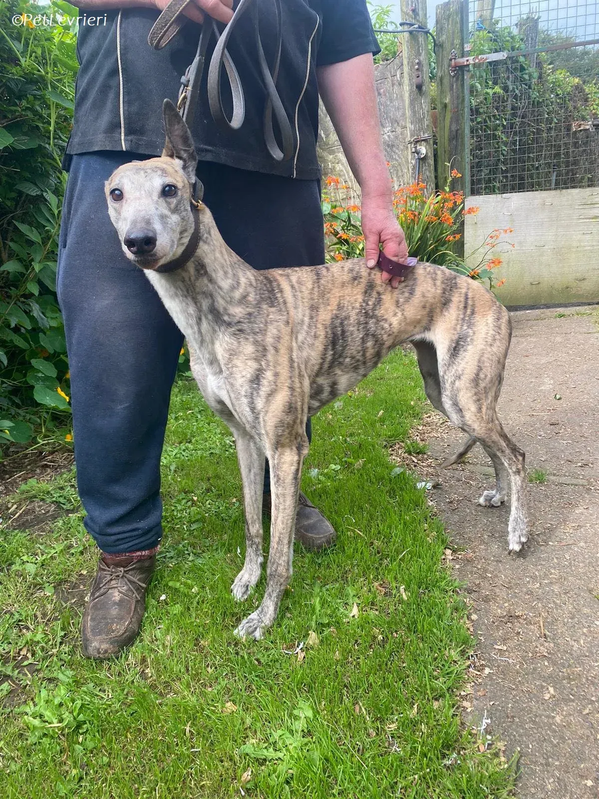 Doireann adozione levrieri greyhound 5