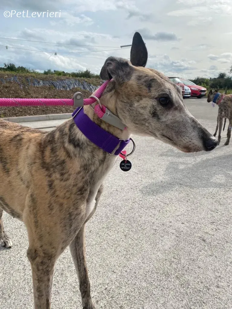Doireann adozione levrieri greyhound 6