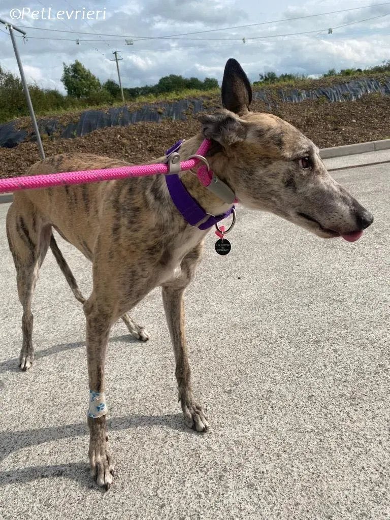 Doireann adozione levrieri greyhound 7