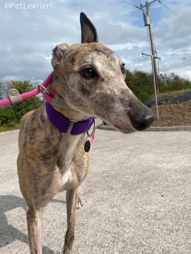 Doireann adozione levrieri greyhound 8