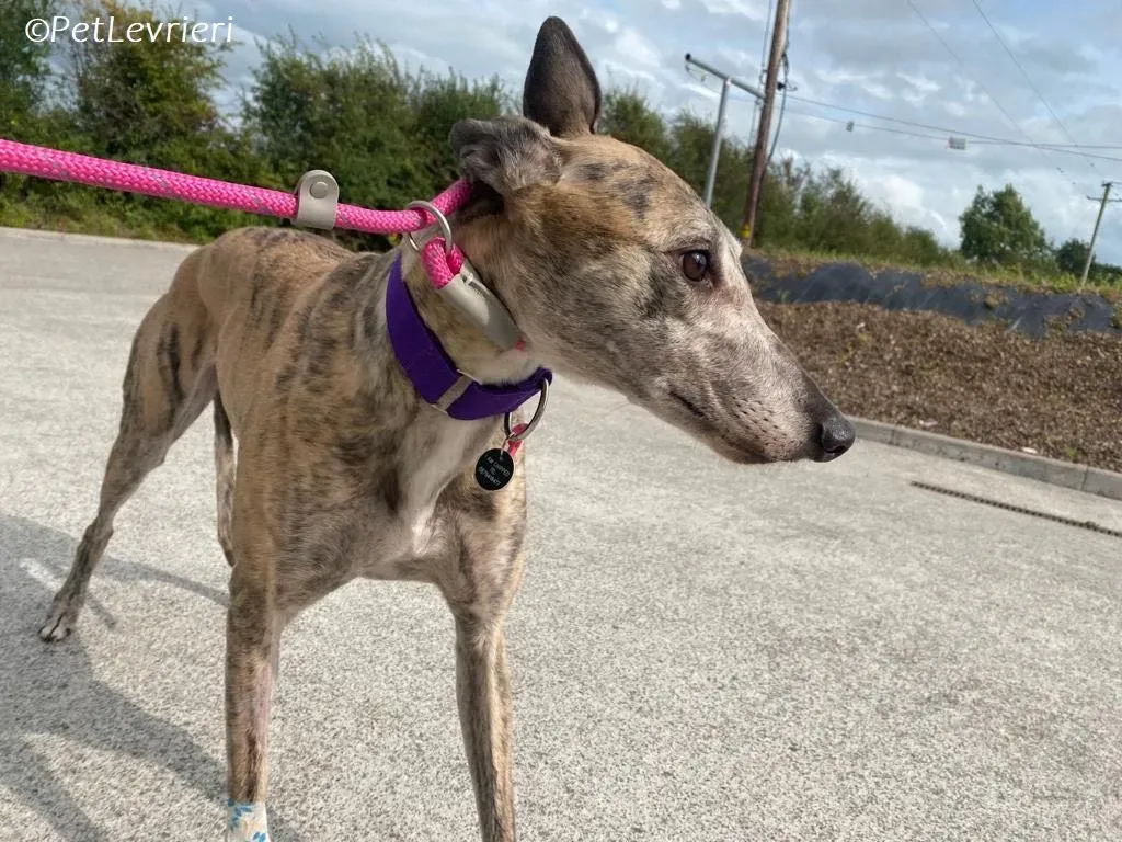 Doireann adozione levrieri greyhound 9