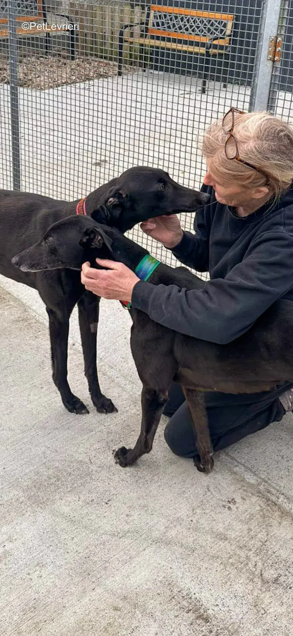 Dolce Gabbana adozione greyhound 1