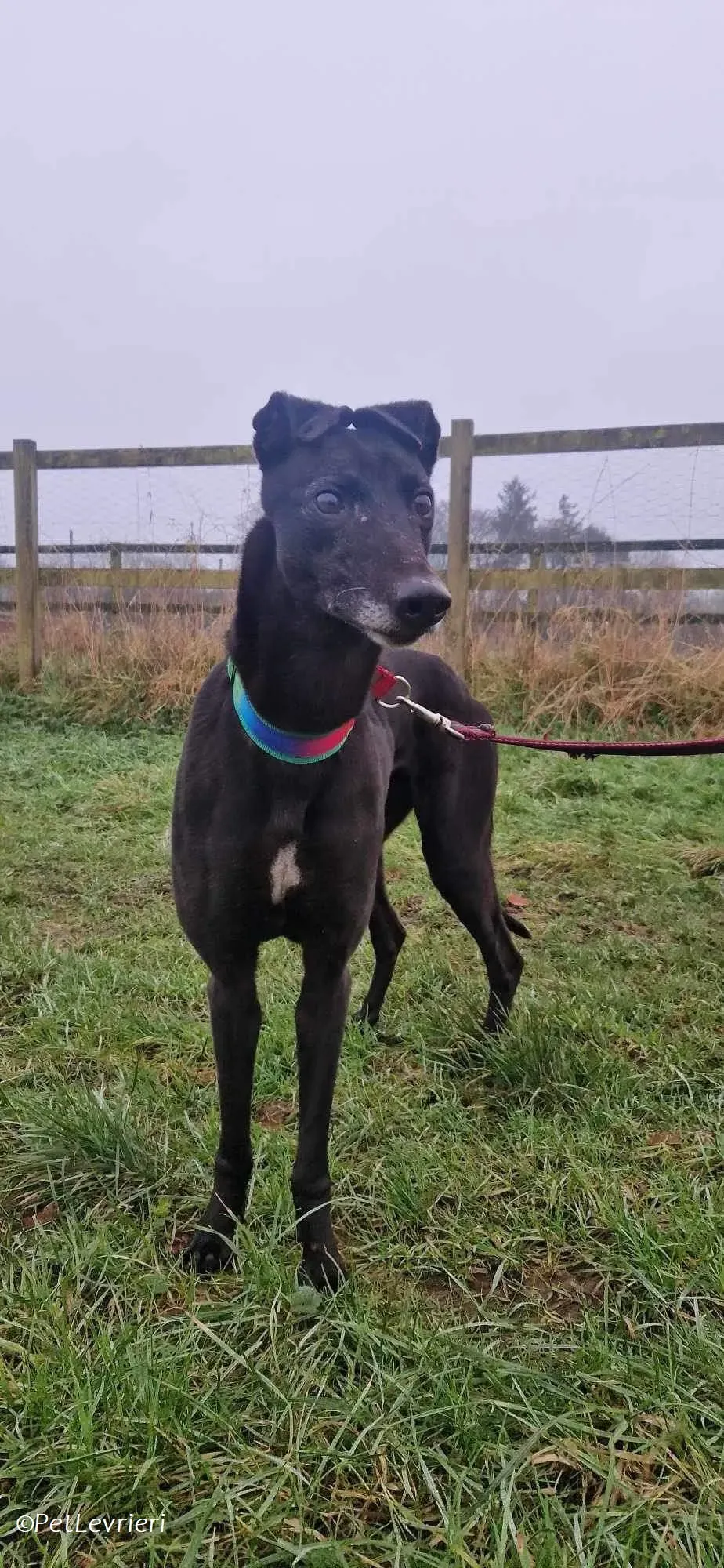 Dolce adozione levrieri greyhound 1