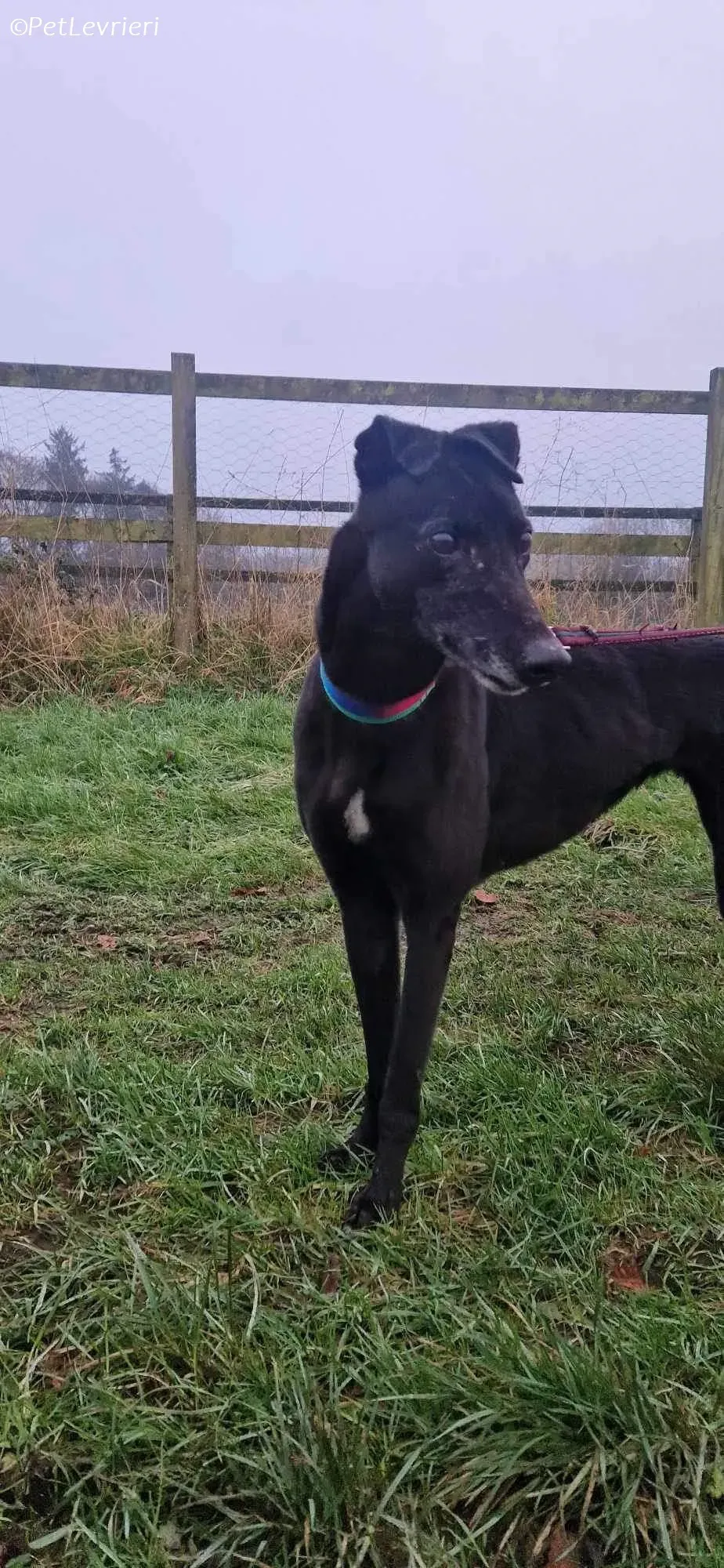 Dolce adozione levrieri greyhound 2