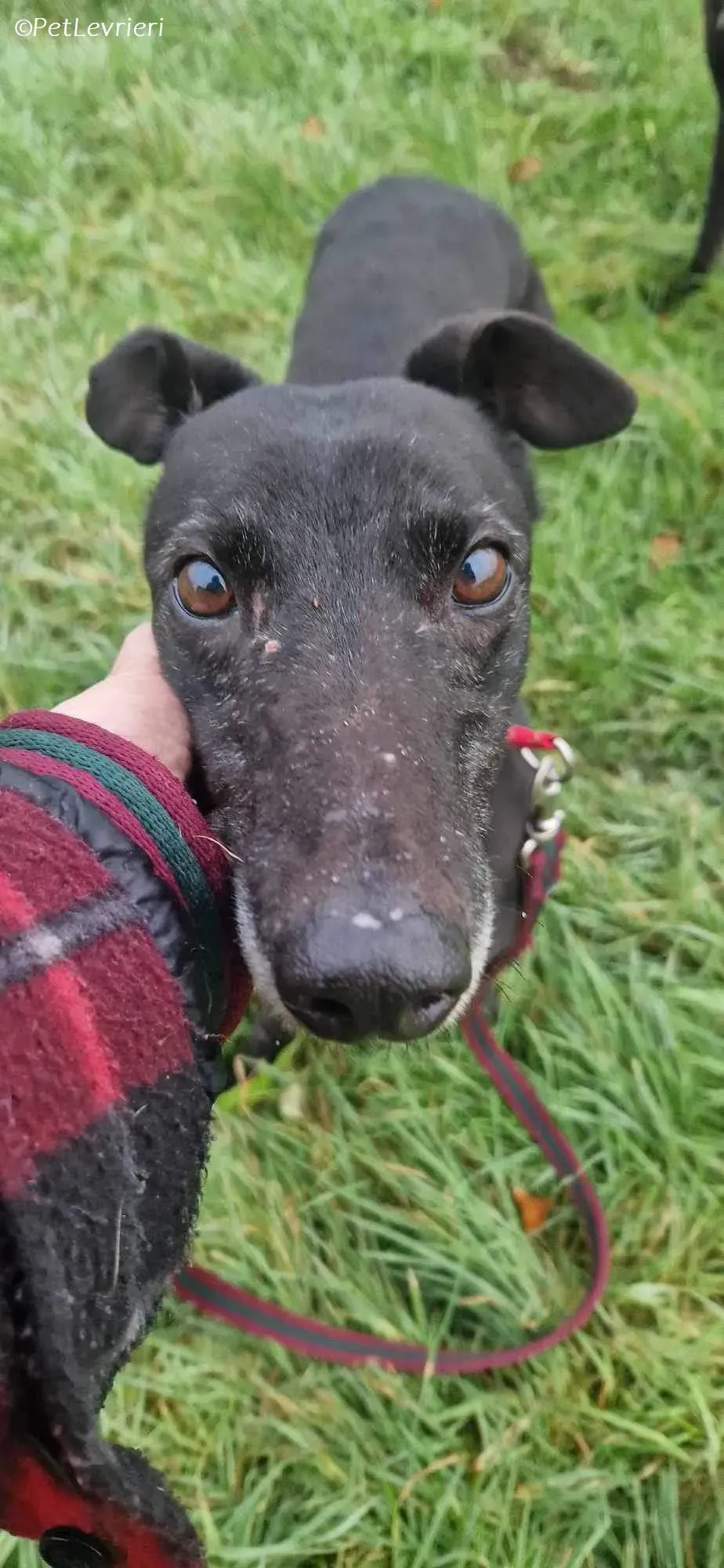 Dolce adozione levrieri greyhound 3