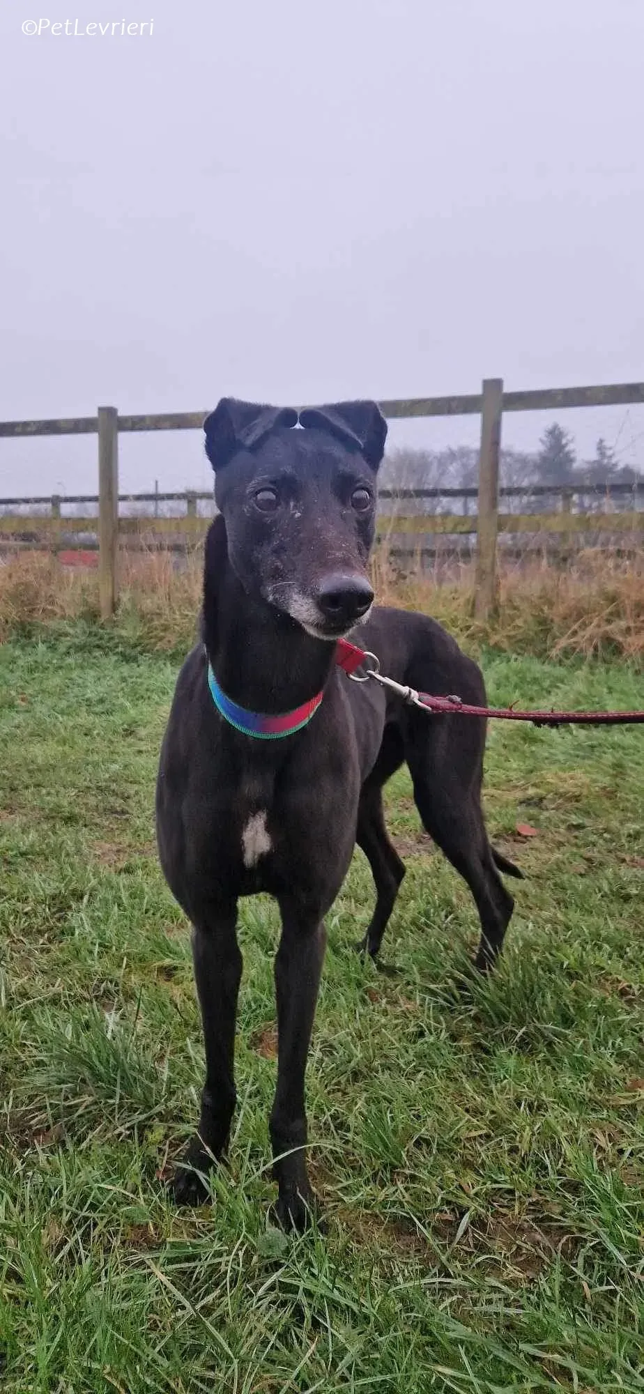 Dolce adozione levrieri greyhound 4