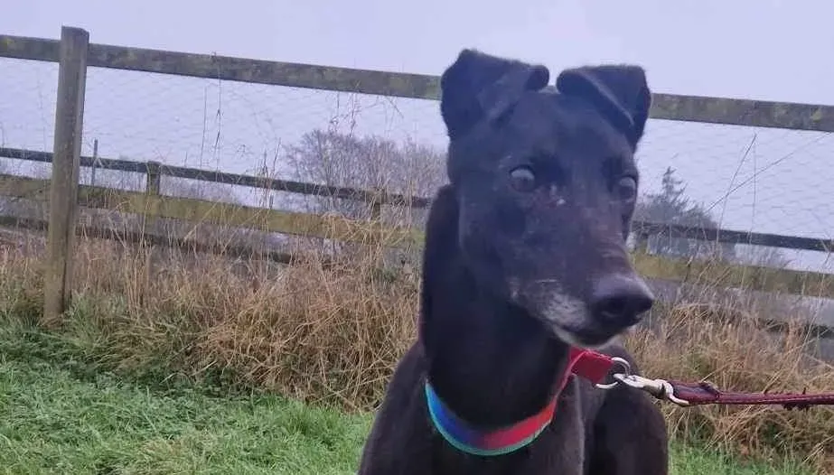 Dolce adozione levrieri greyhound 5 e1705470689620