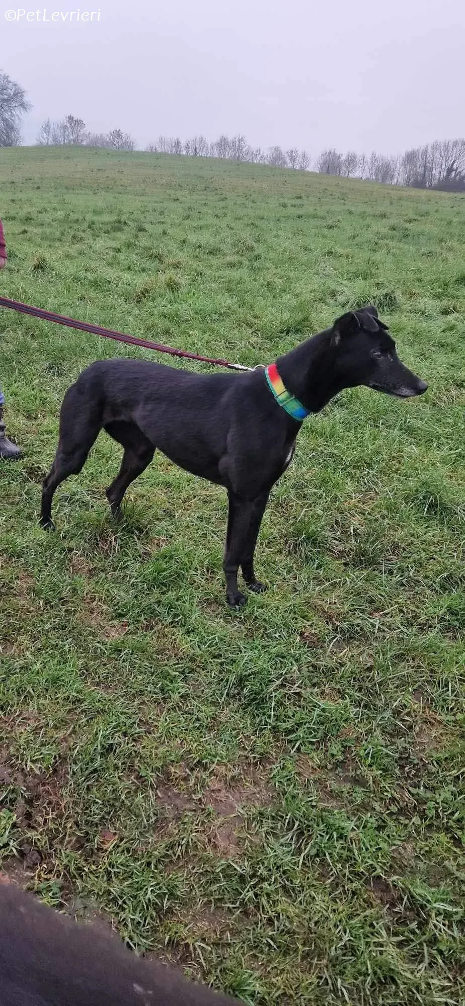 Dolce adozione levrieri greyhound 6