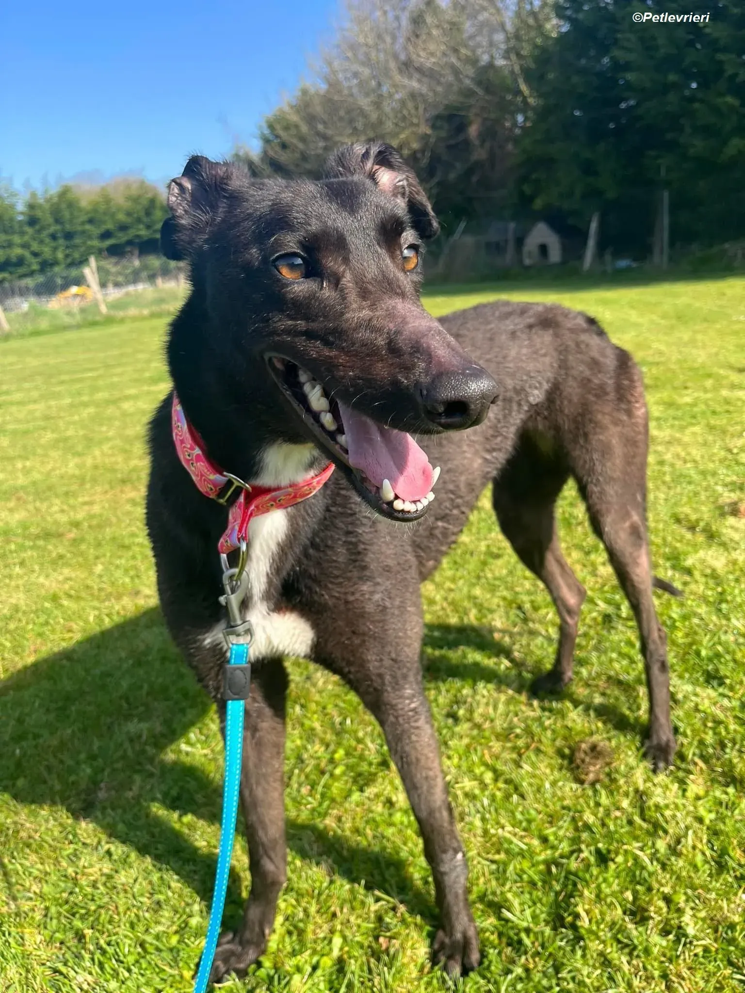 Dolly adozione levrieri greyhound 1