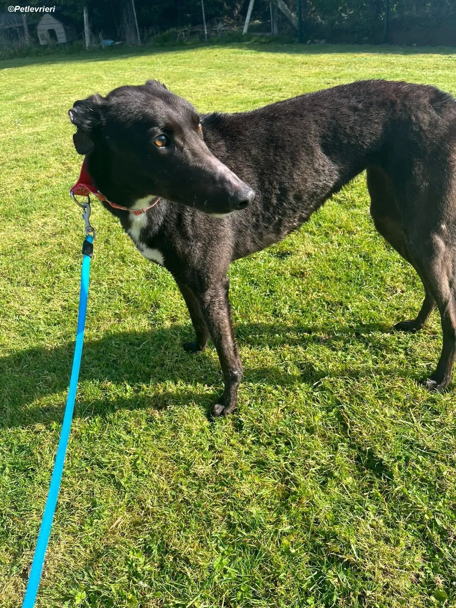 Dolly adozione levrieri greyhound 10