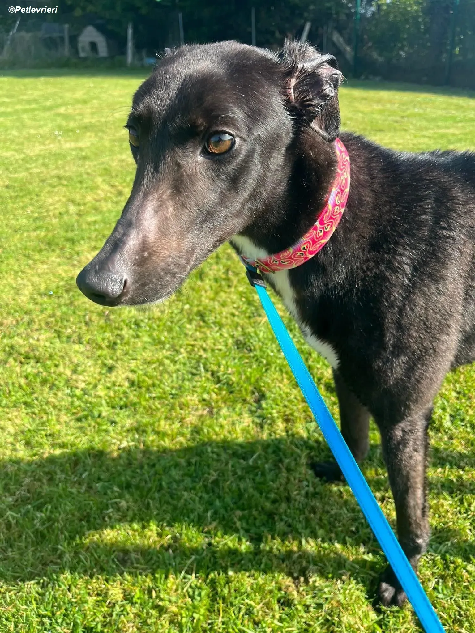 Dolly adozione levrieri greyhound 11