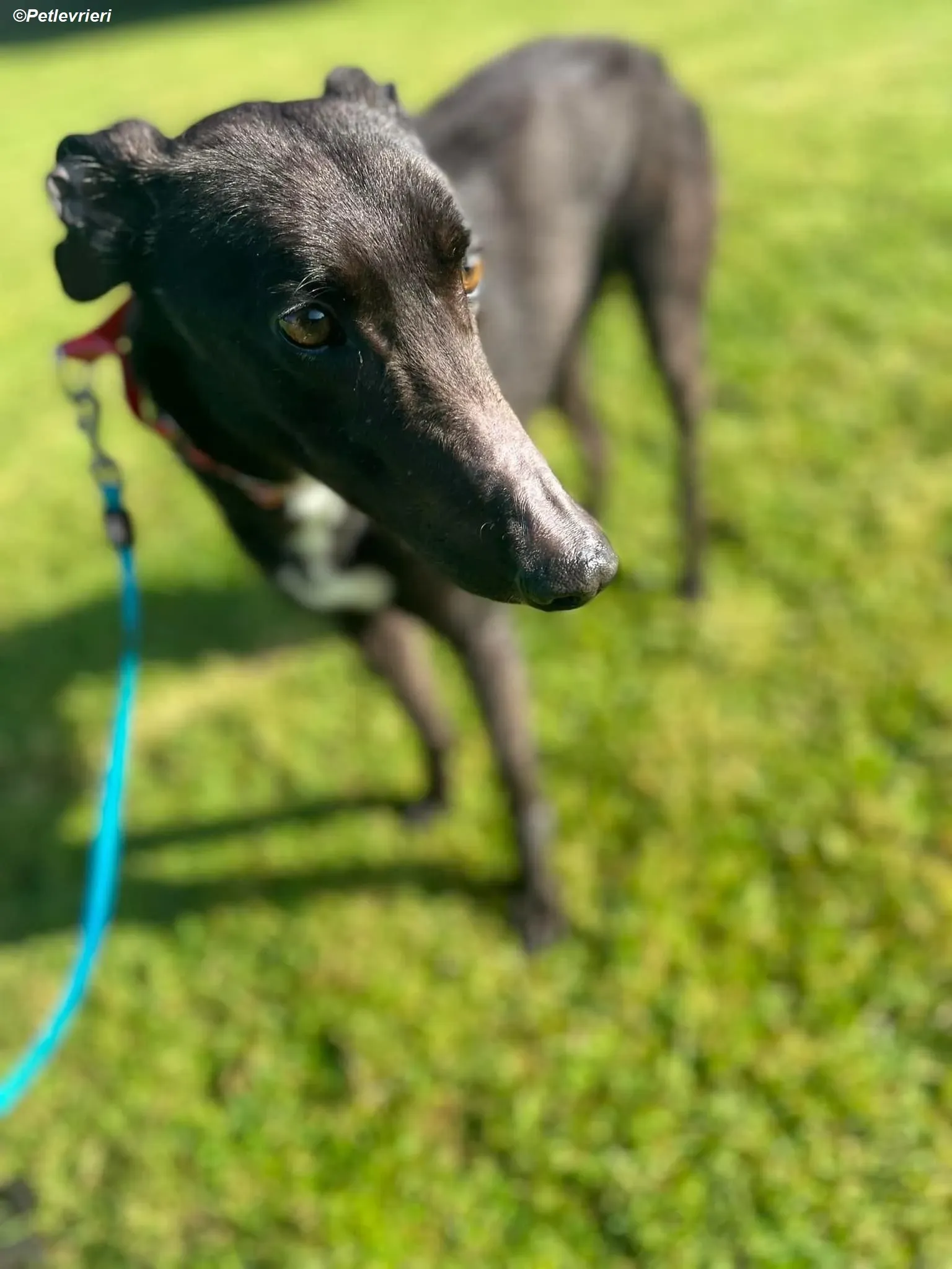 Dolly adozione levrieri greyhound 12