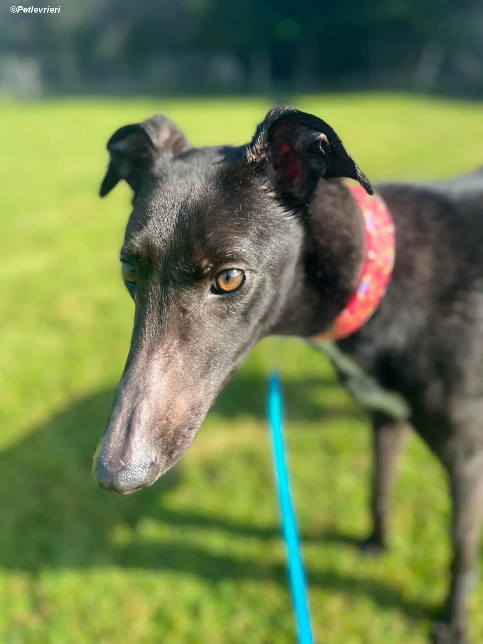 Dolly adozione levrieri greyhound 13