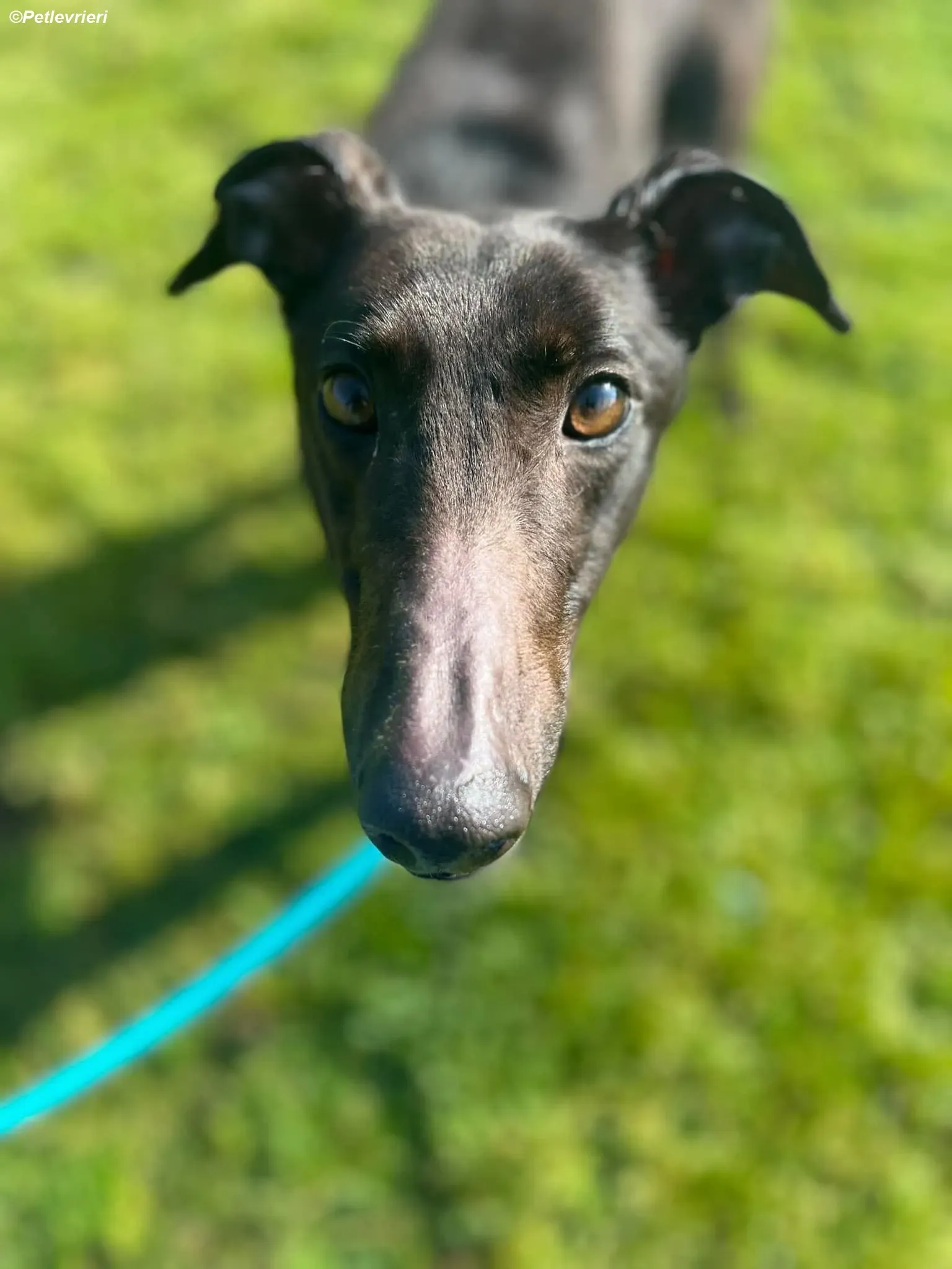 Dolly adozione levrieri greyhound 14