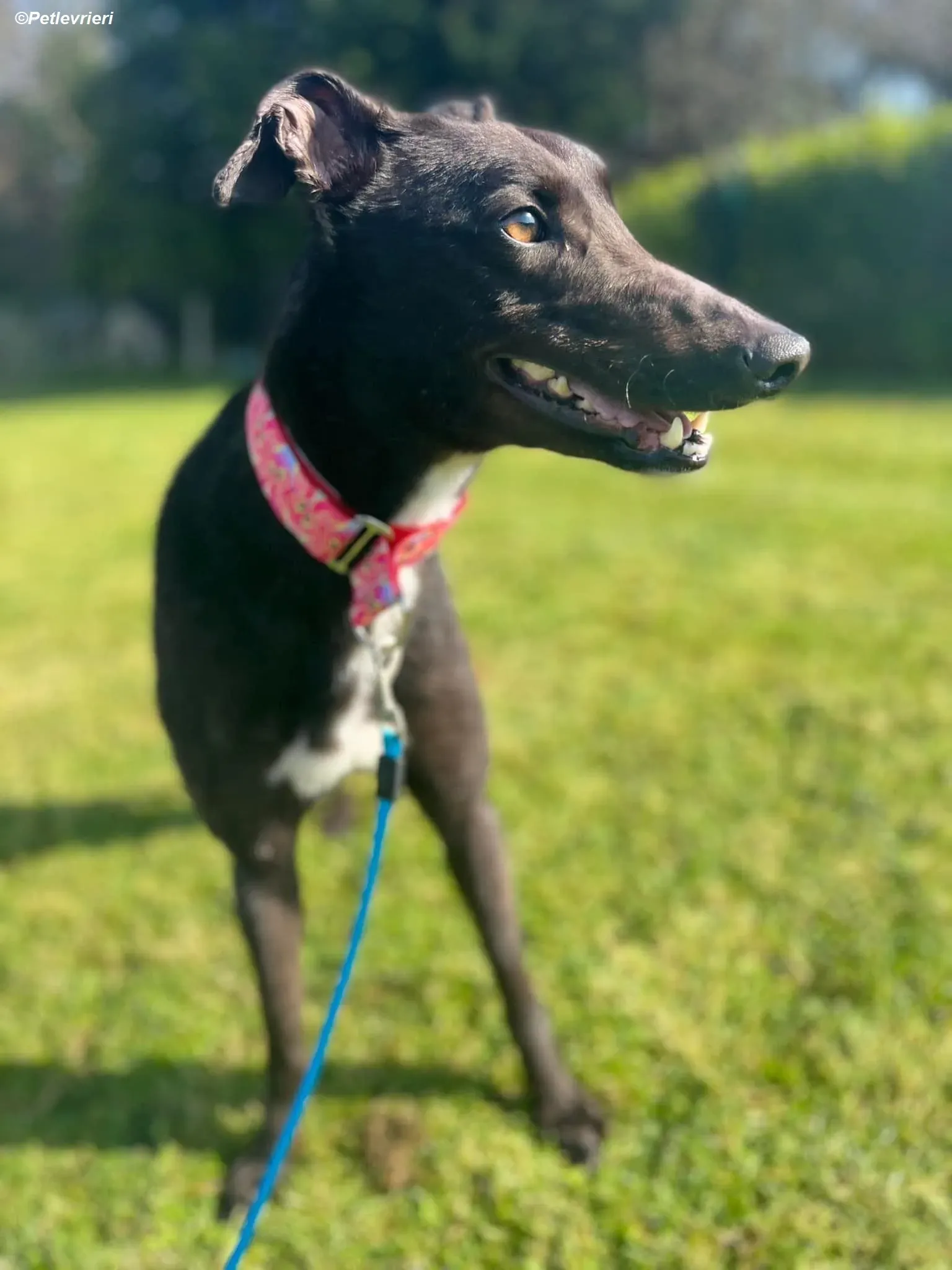 Dolly adozione levrieri greyhound 2