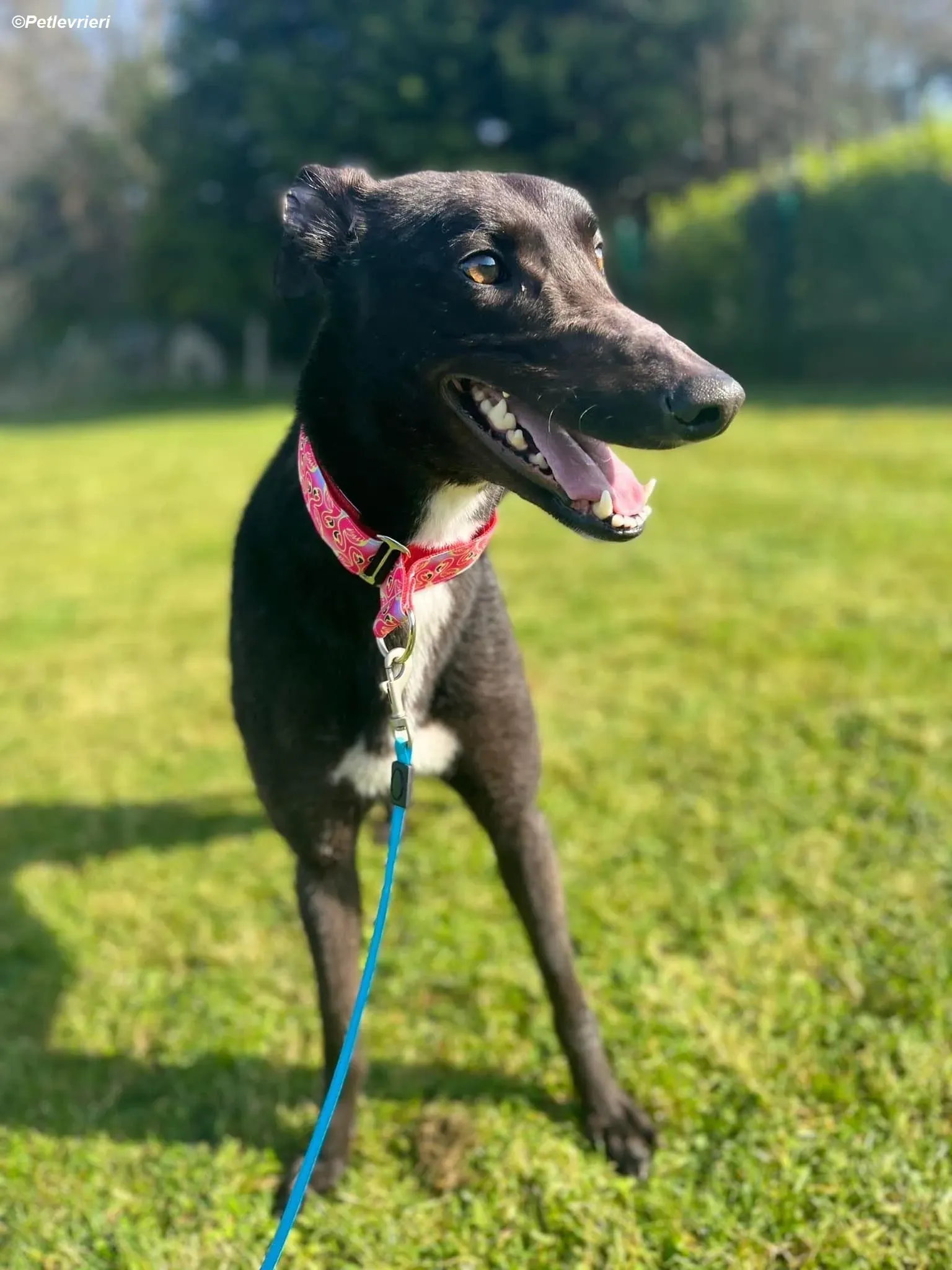 Dolly adozione levrieri greyhound 3