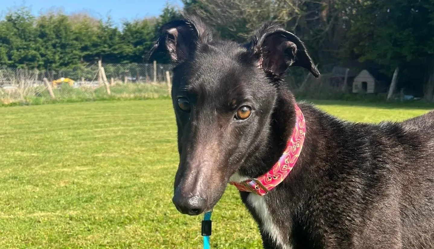 Dolly adozione levrieri greyhound 4 e1653335500514