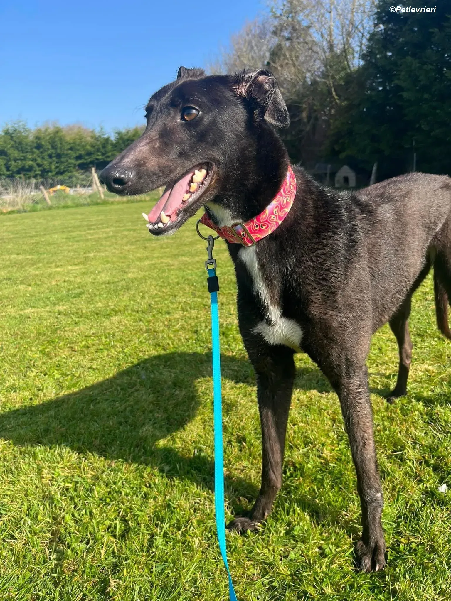 Dolly adozione levrieri greyhound 5