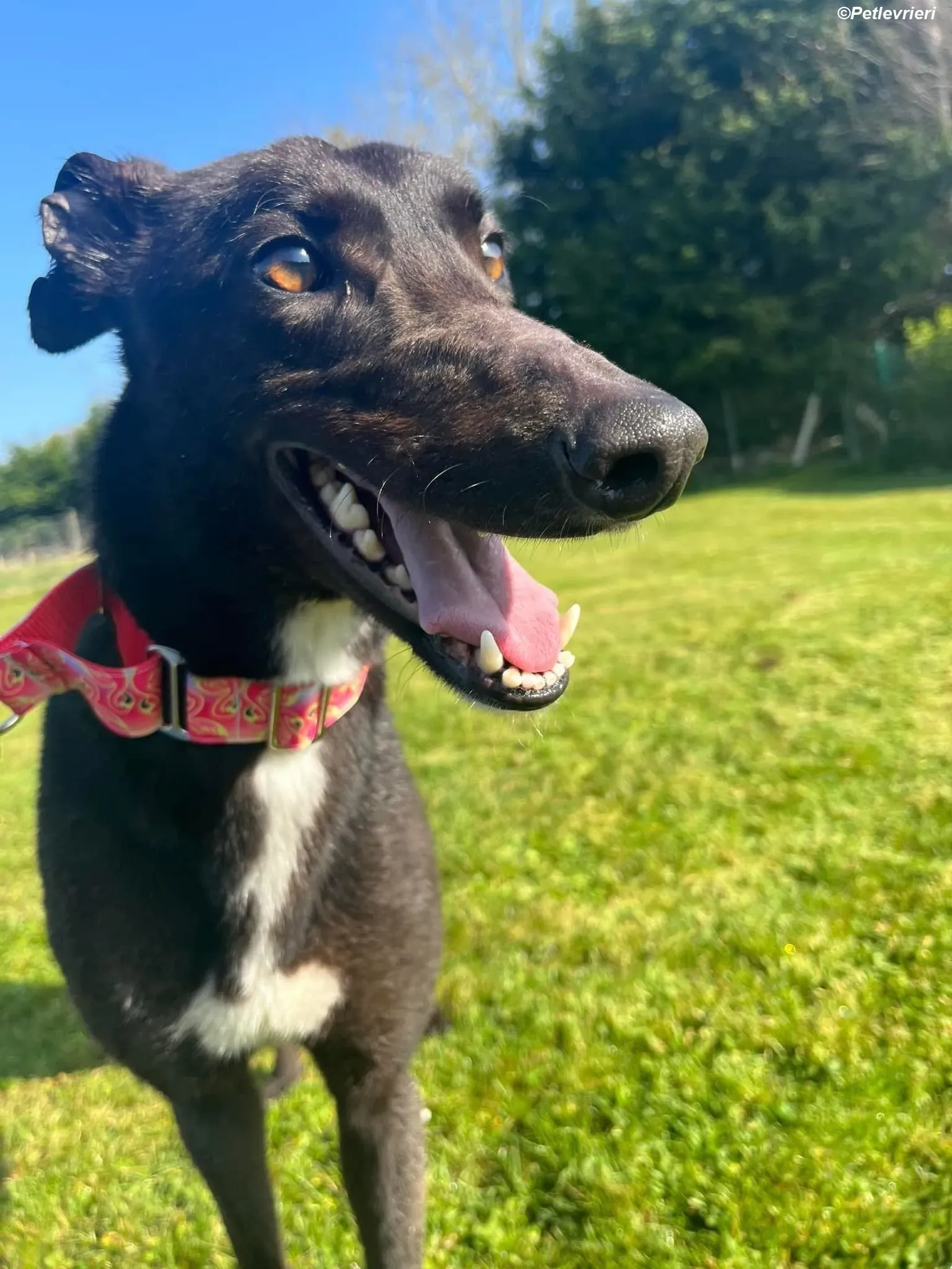 Dolly adozione levrieri greyhound 6