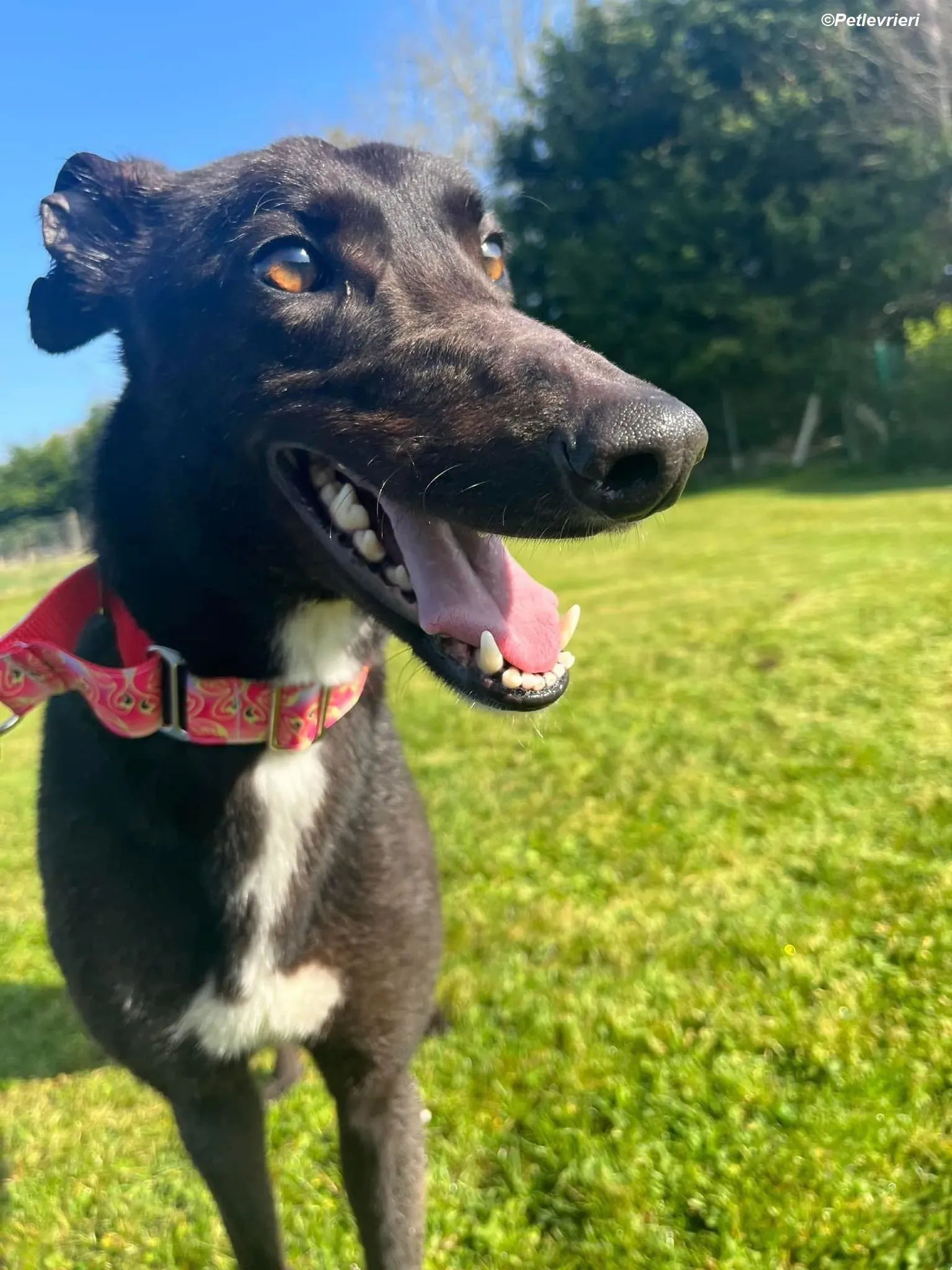 Dolly adozione levrieri greyhound 7