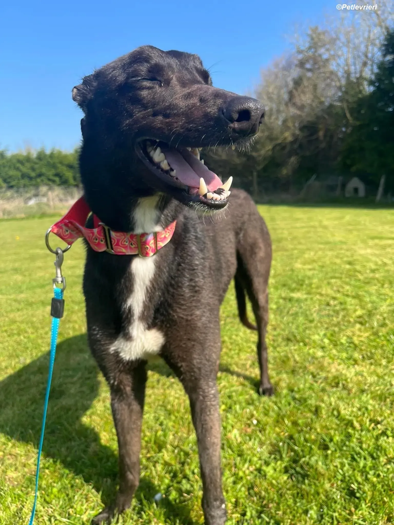 Dolly adozione levrieri greyhound 8