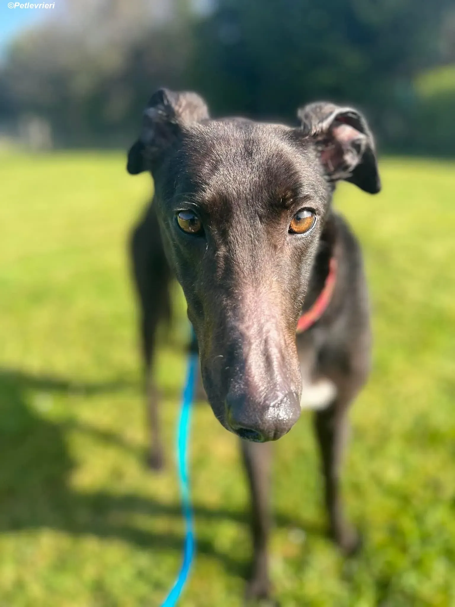 Dolly adozione levrieri greyhound 9