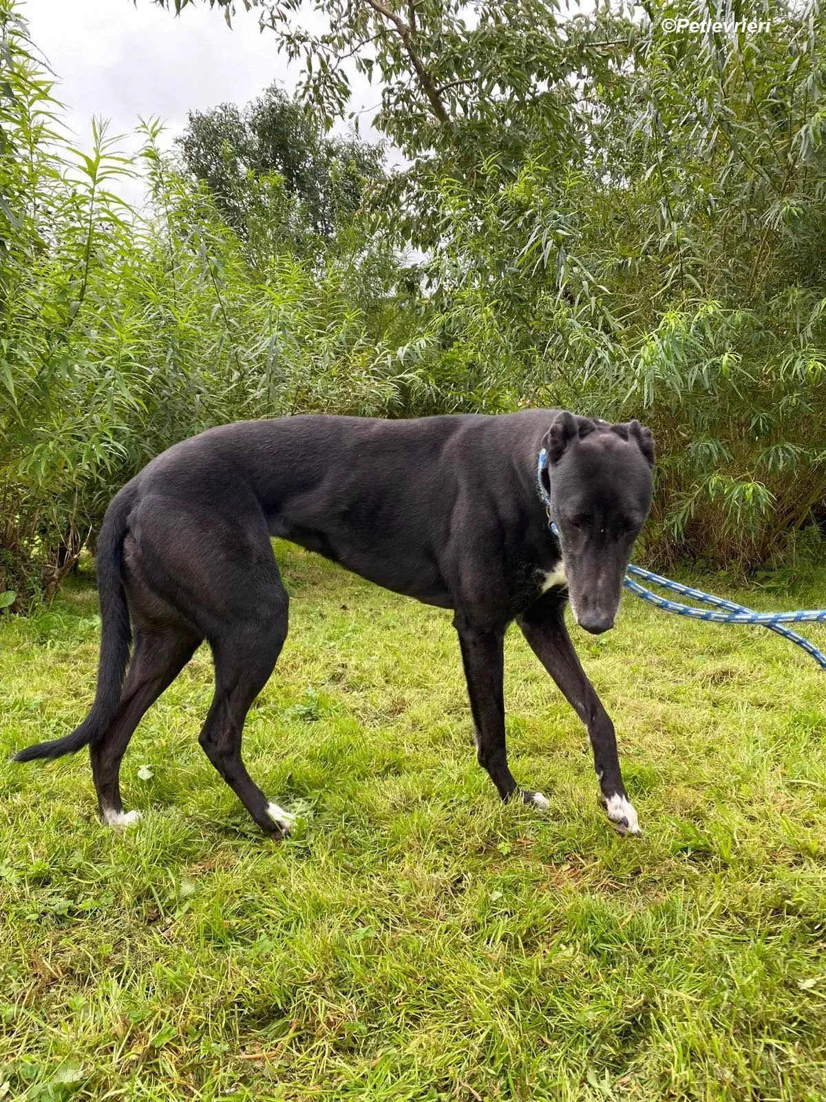 Dominique adozione levrieri greyhound 1