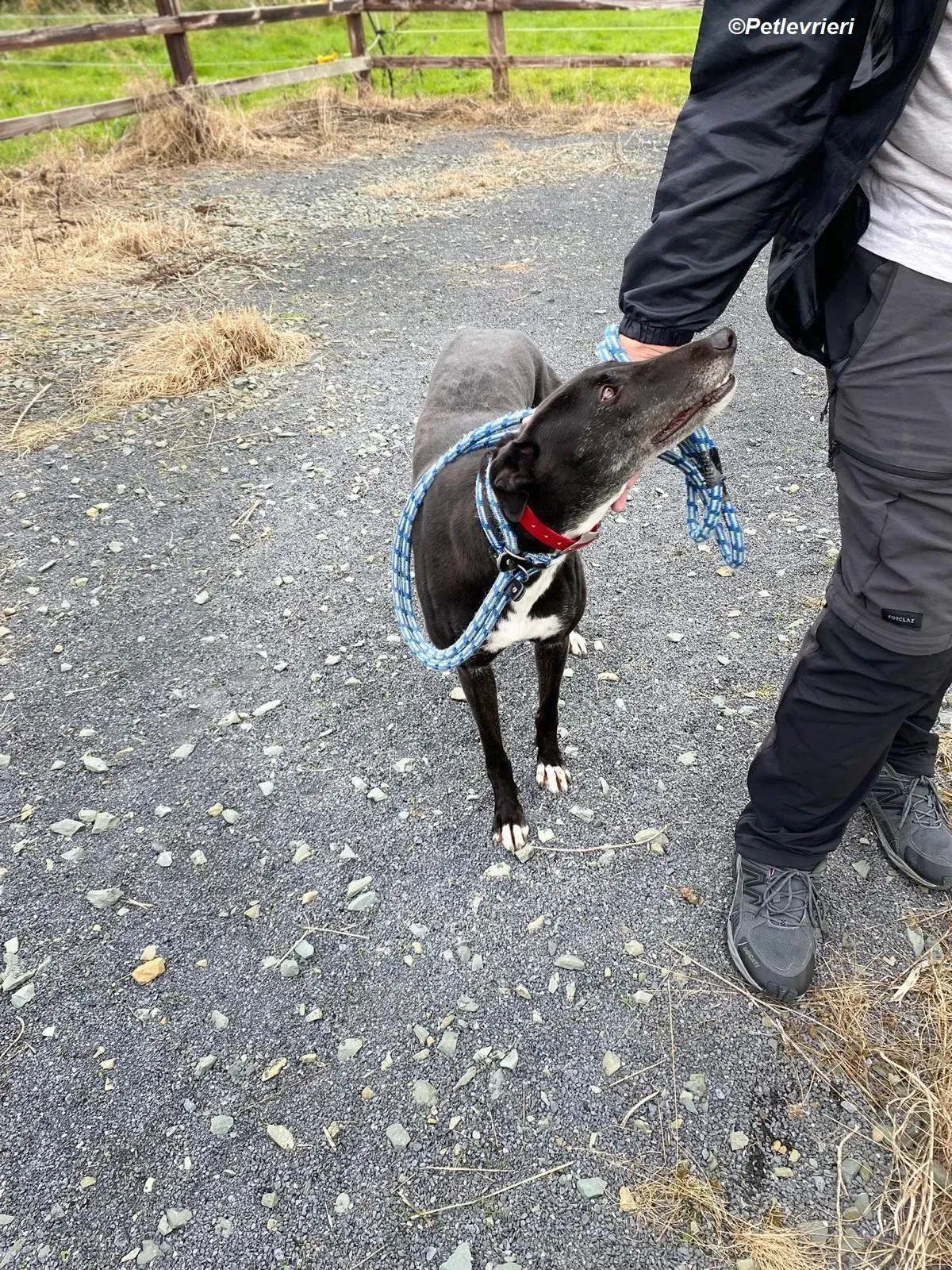 Dominique adozione levrieri greyhound 10