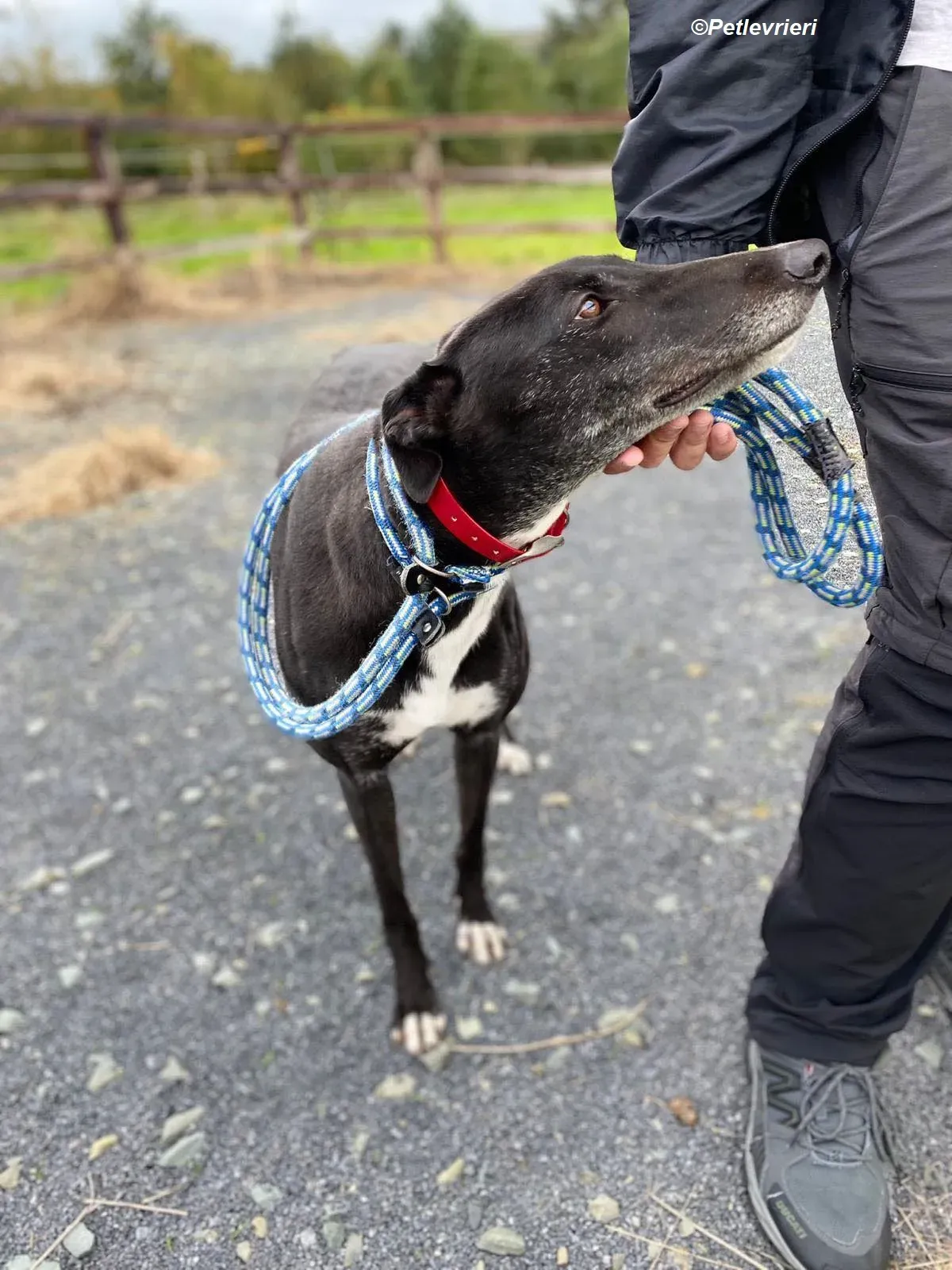 Dominique adozione levrieri greyhound 11