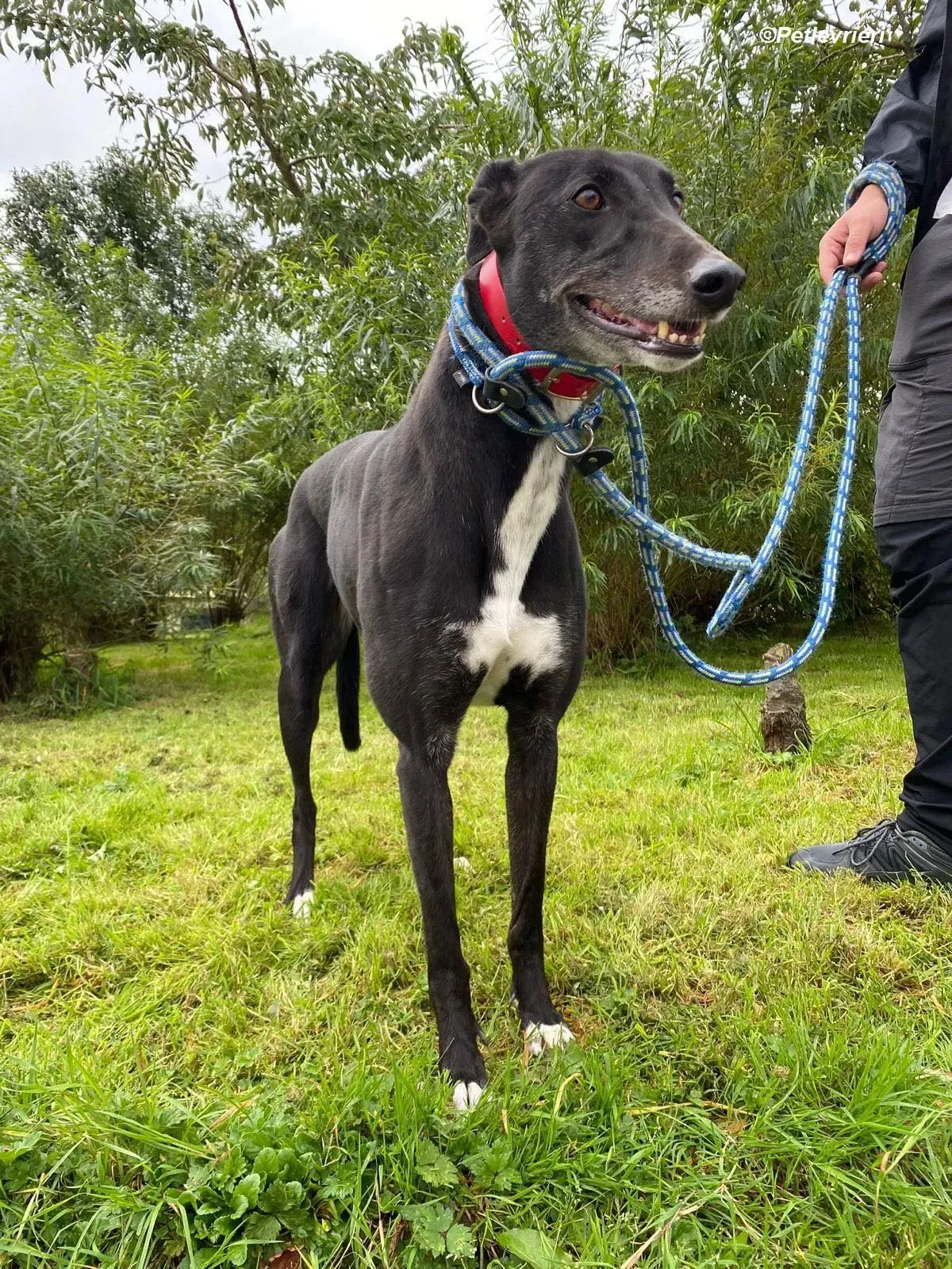 Dominique adozione levrieri greyhound 2