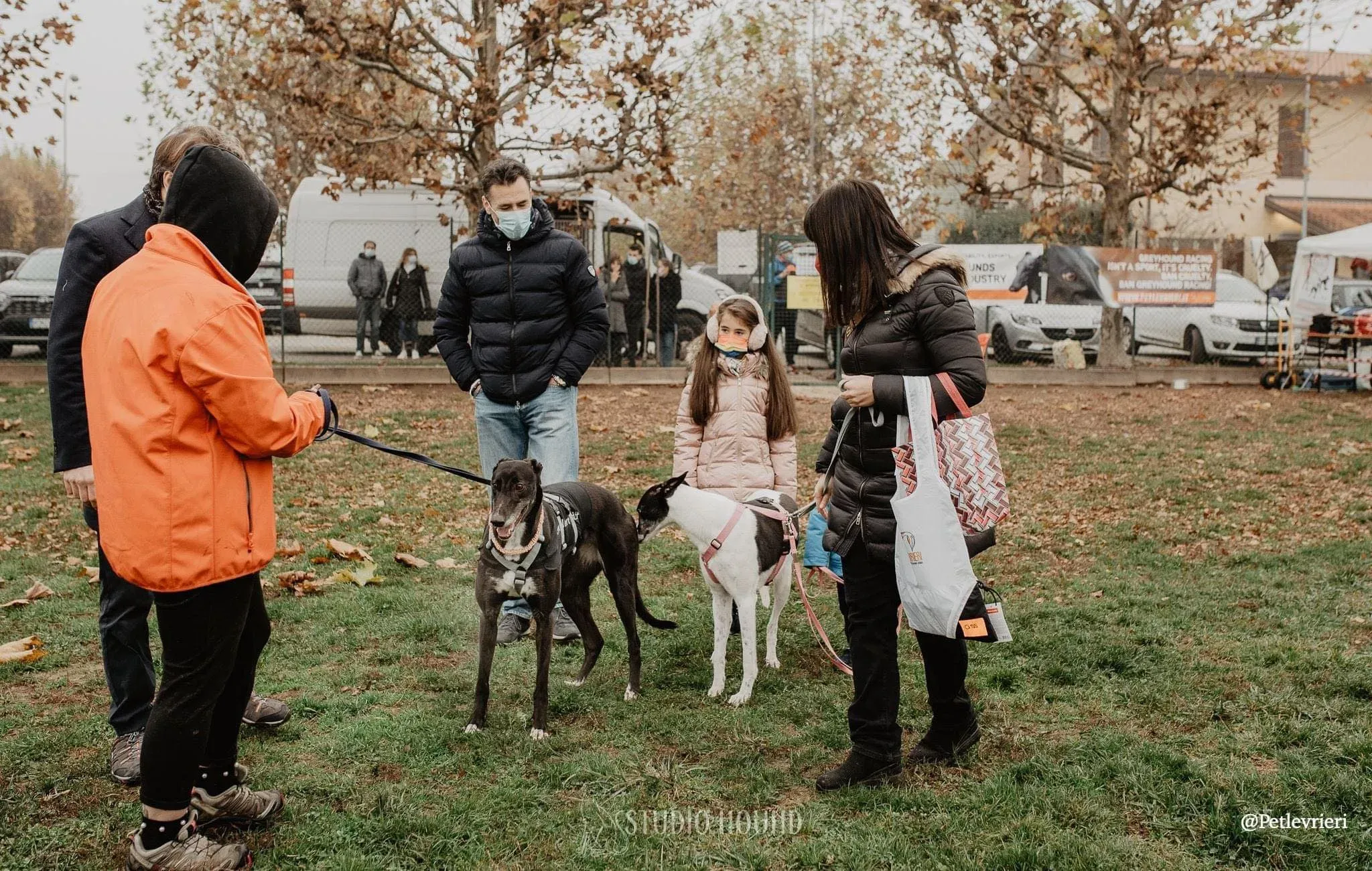 Dominique adozione levrieri greyhound 20