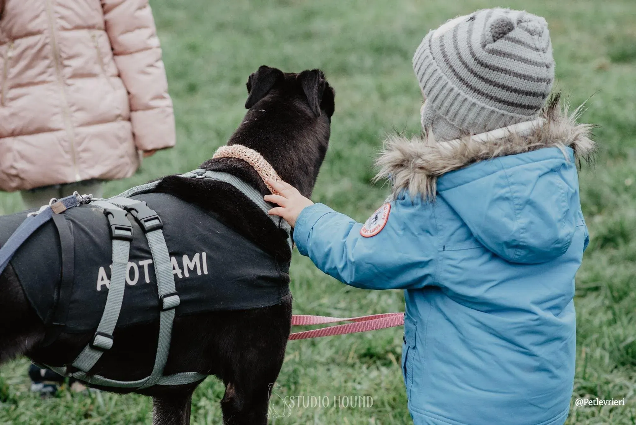 Dominique adozione levrieri greyhound 21