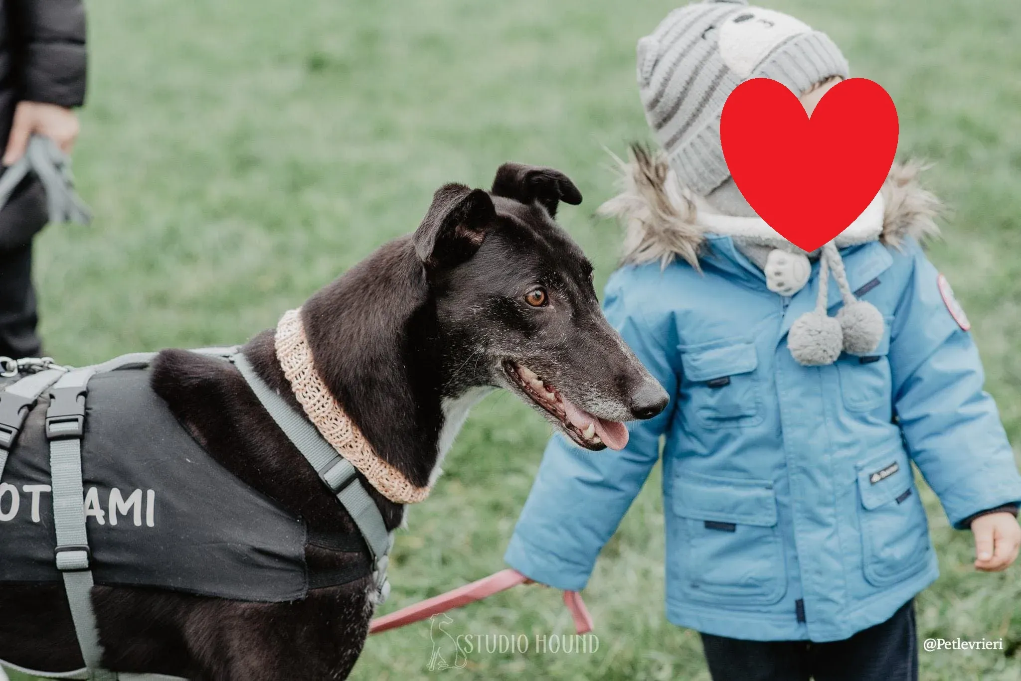 Dominique adozione levrieri greyhound 22