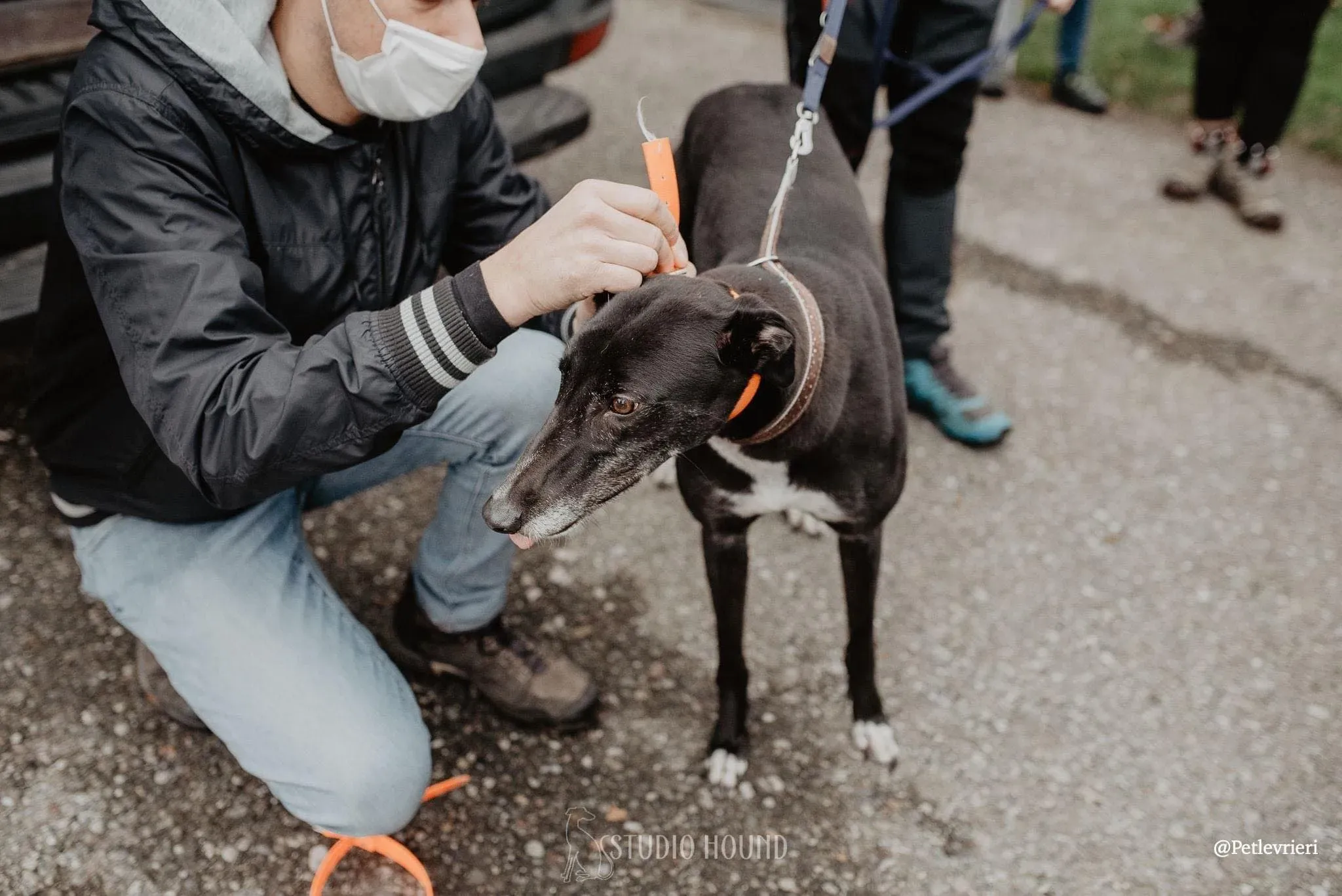 Dominique adozione levrieri greyhound 23