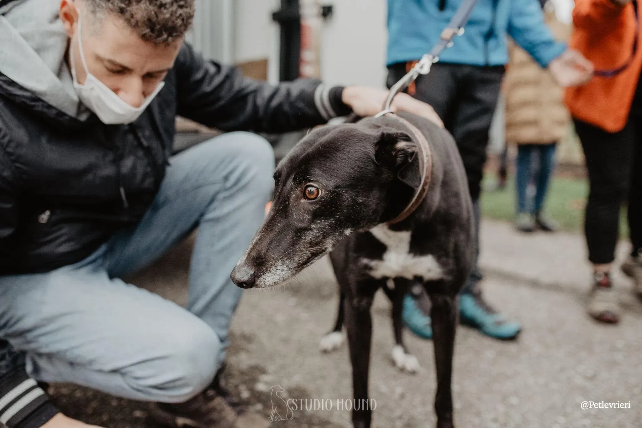 Dominique adozione levrieri greyhound 25