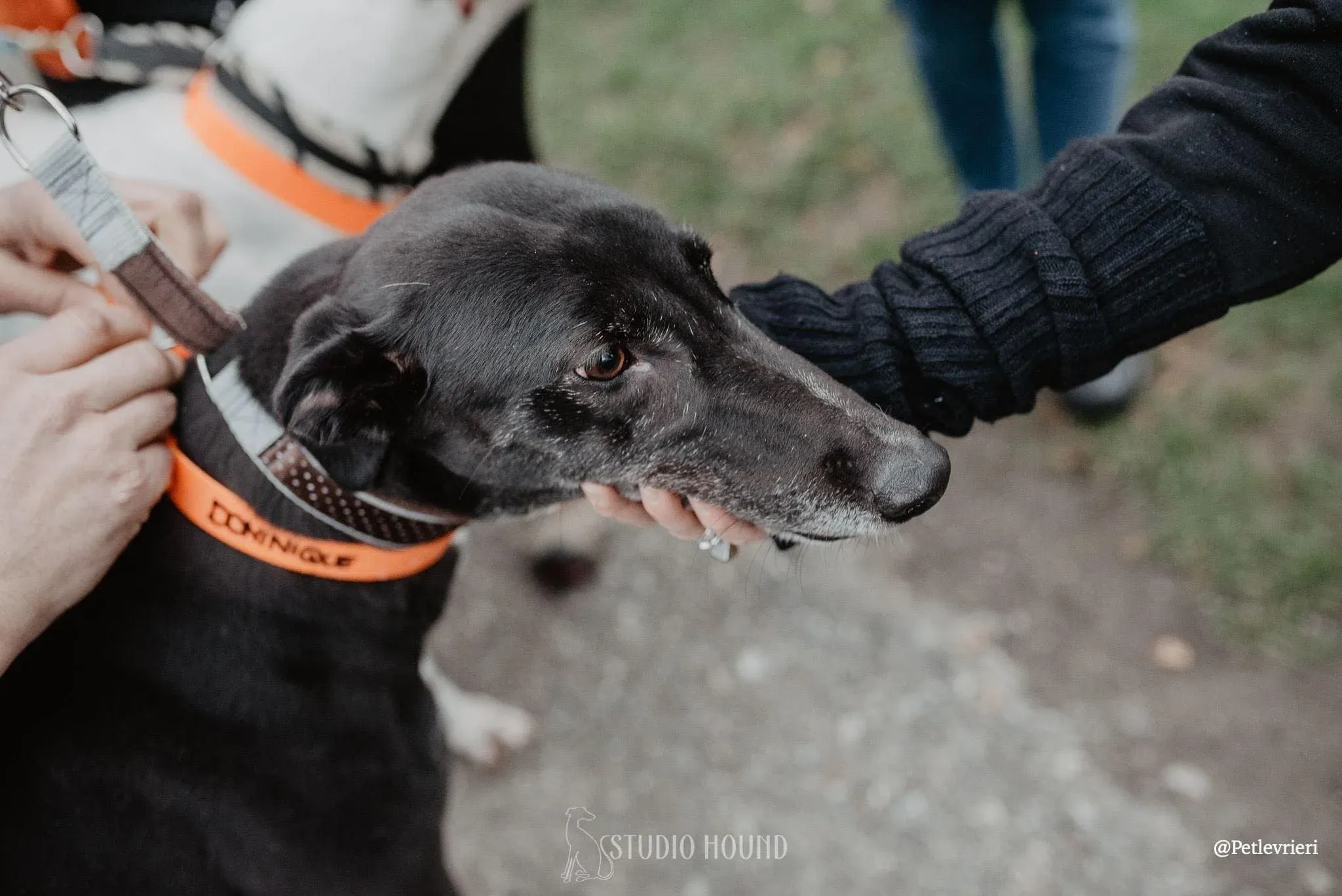 Dominique adozione levrieri greyhound 26