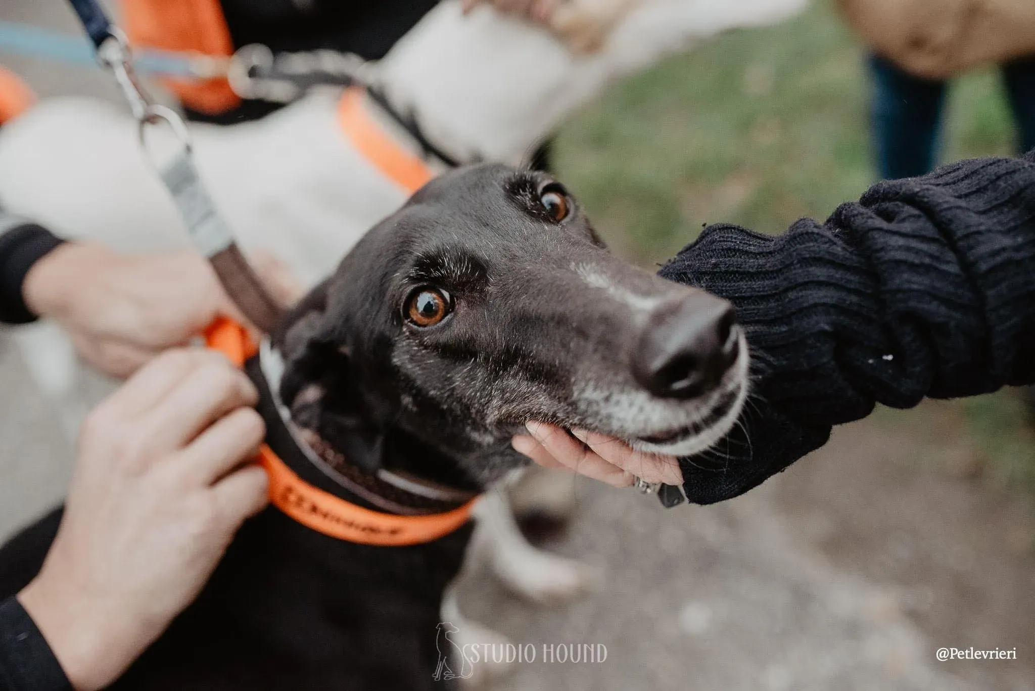 Dominique adozione levrieri greyhound 27