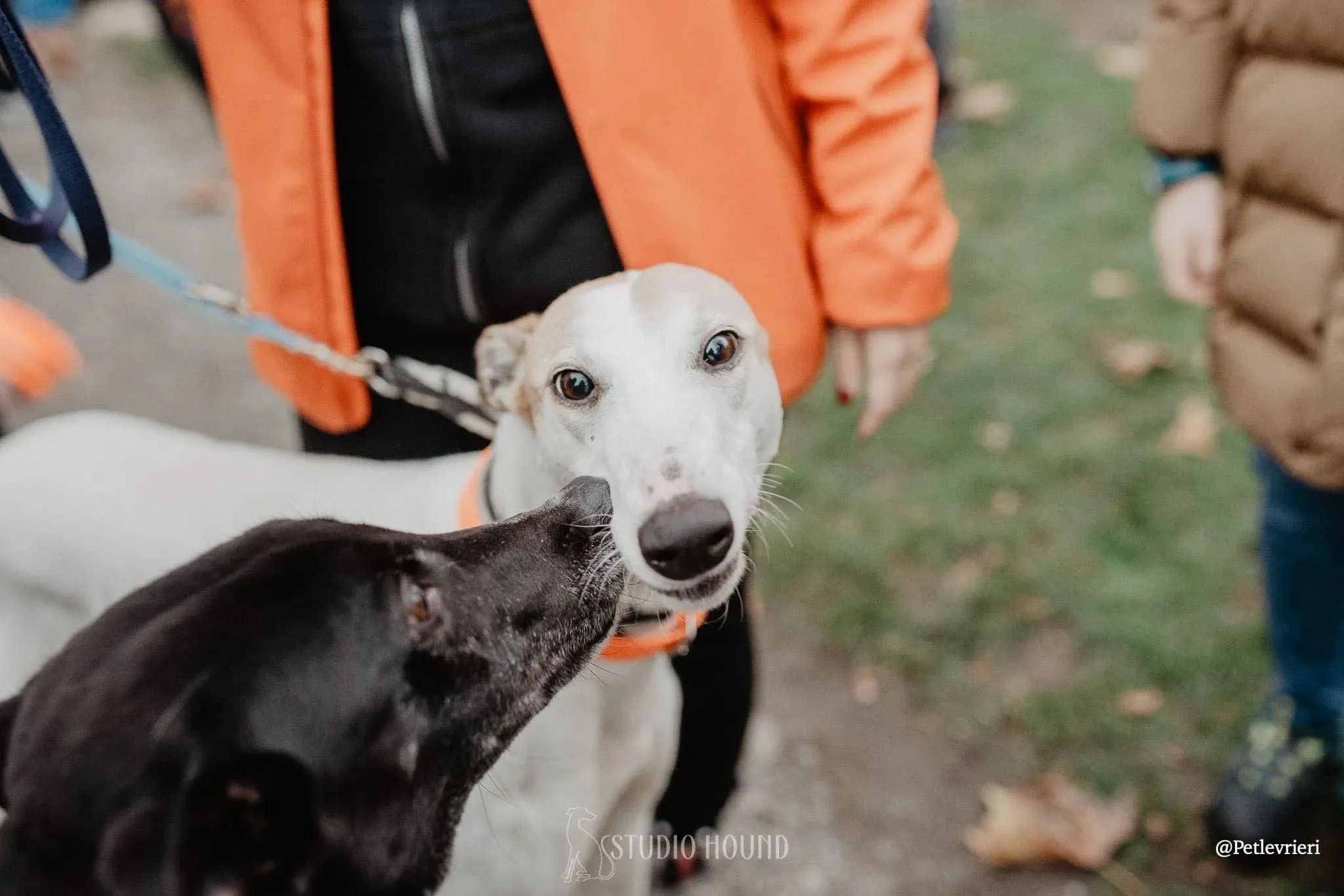 Dominique adozione levrieri greyhound 28