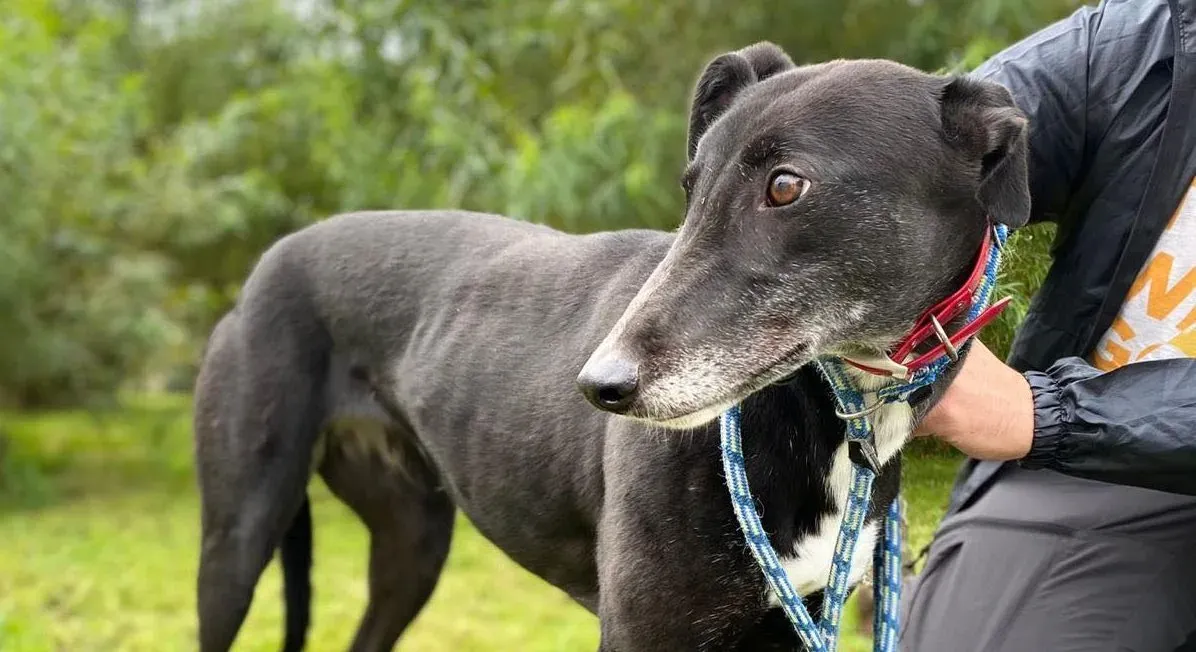 Dominique adozione levrieri greyhound 3 e1634502497584