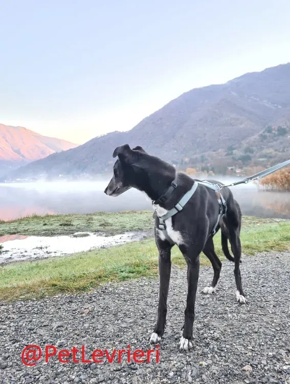 Dominique adozione levrieri greyhound 30