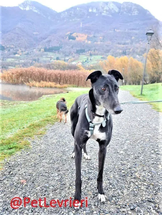 Dominique adozione levrieri greyhound 31 2