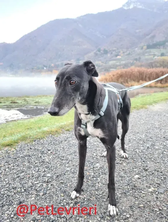 Dominique adozione levrieri greyhound 32
