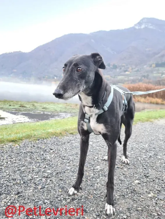 Dominique adozione levrieri greyhound 33