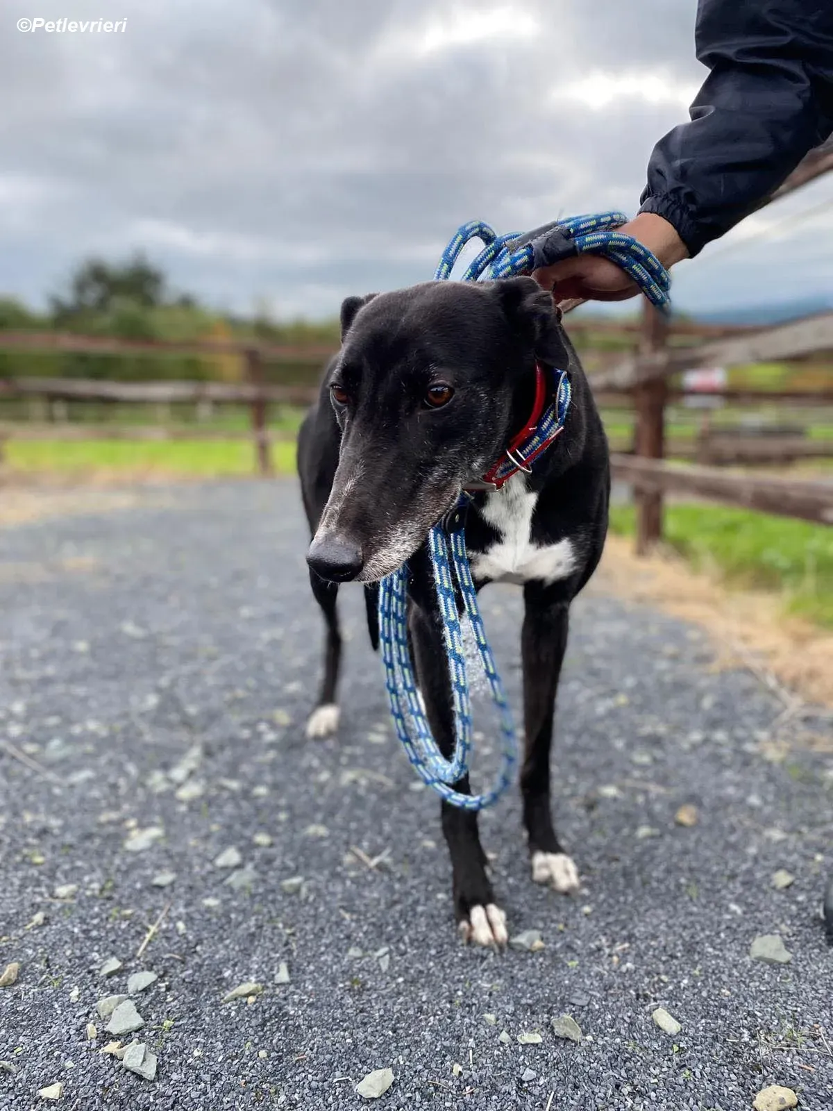 Dominique adozione levrieri greyhound 4