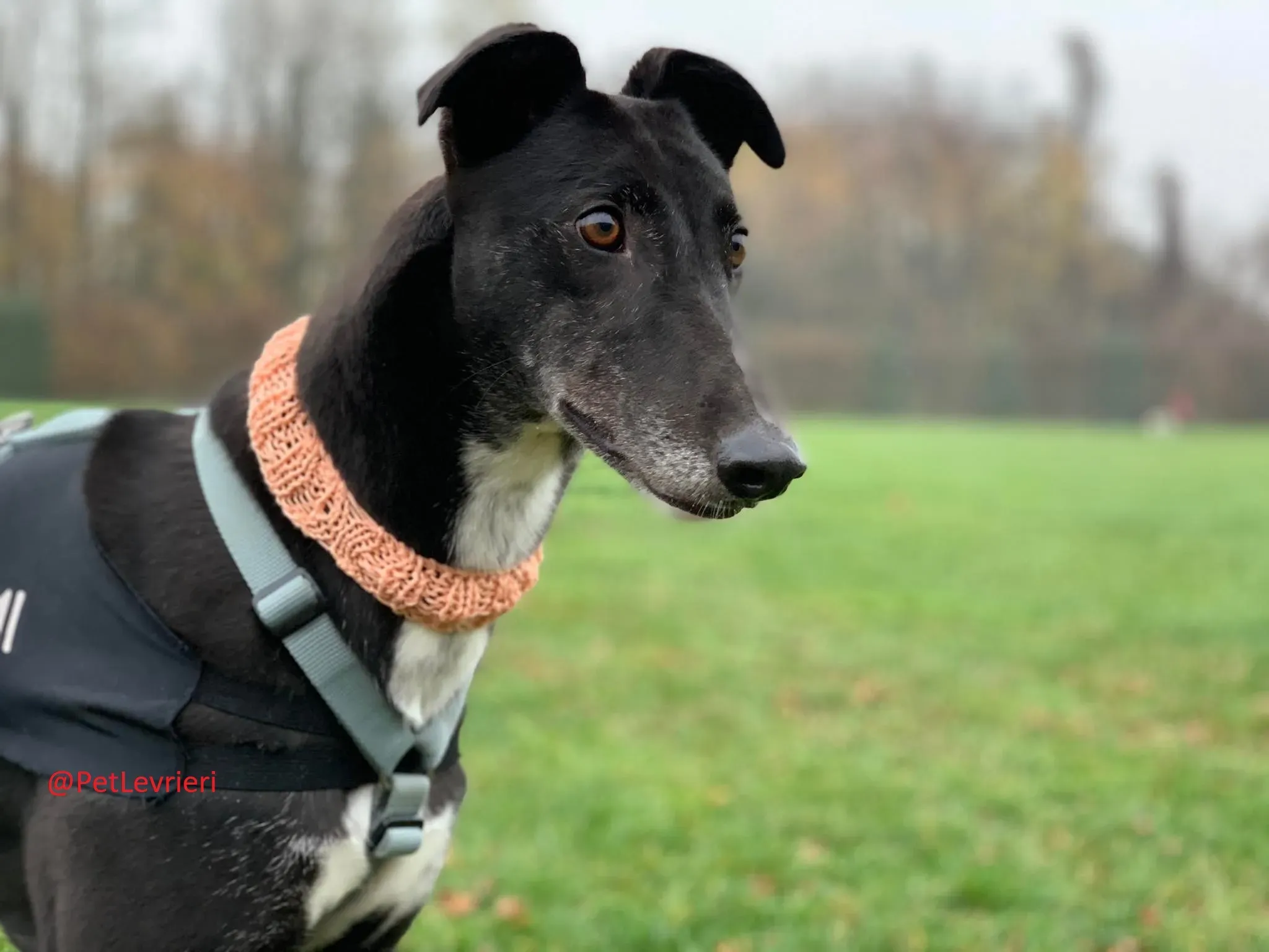 Dominique adozione levrieri greyhound 40